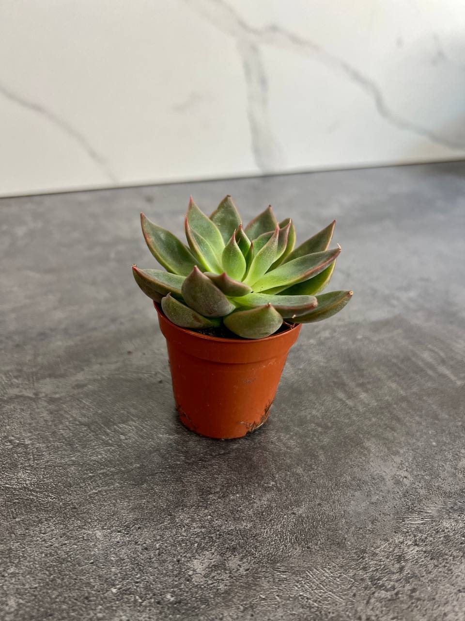 Эхеверия Гибридная (Echeveria Hybrid) D5см