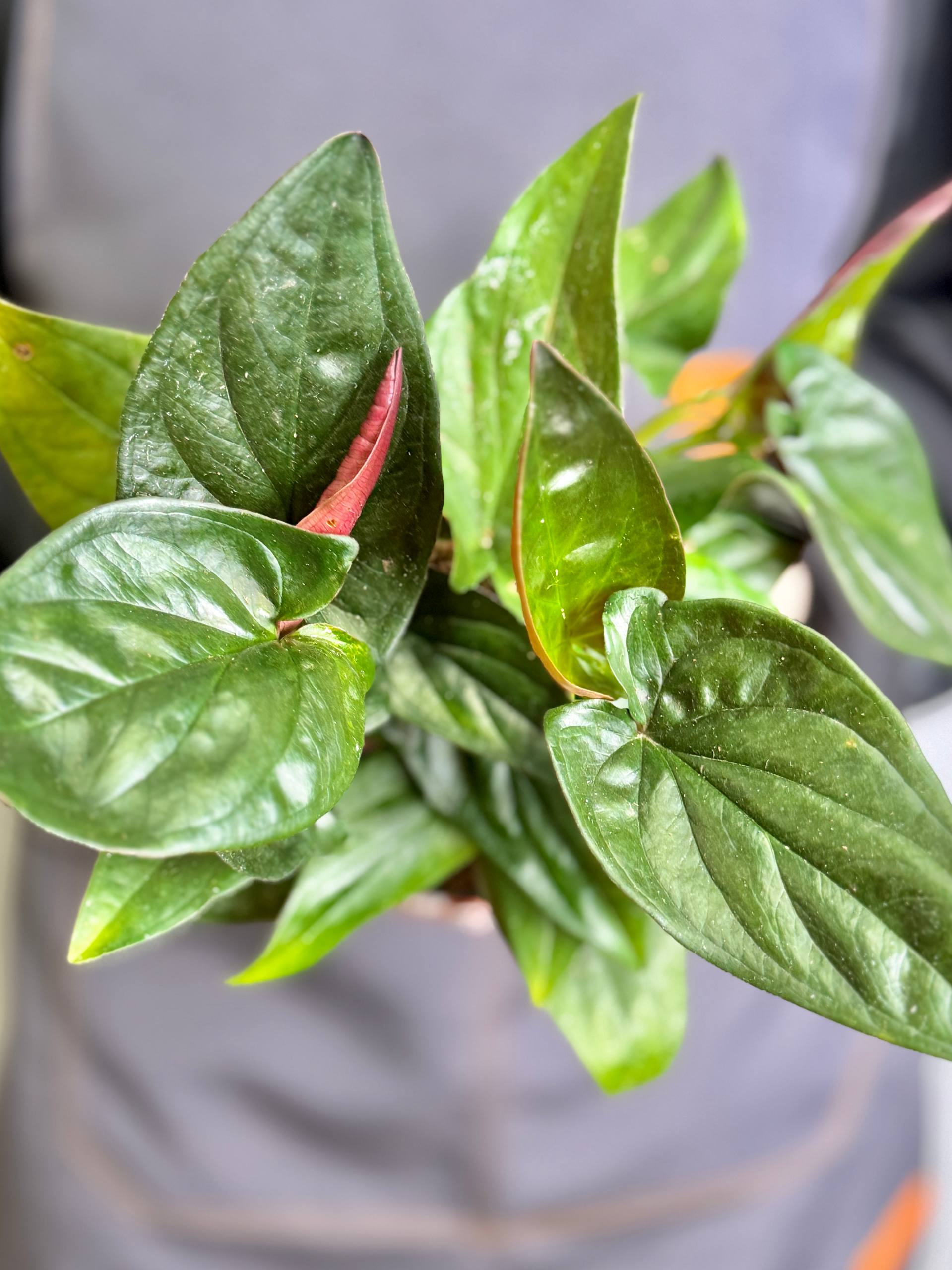 Сингониум  Красная Стрела, или Эритрофиллум Ред Эрроу (Syngonium Erythrophyllum Red Arrow) D12см