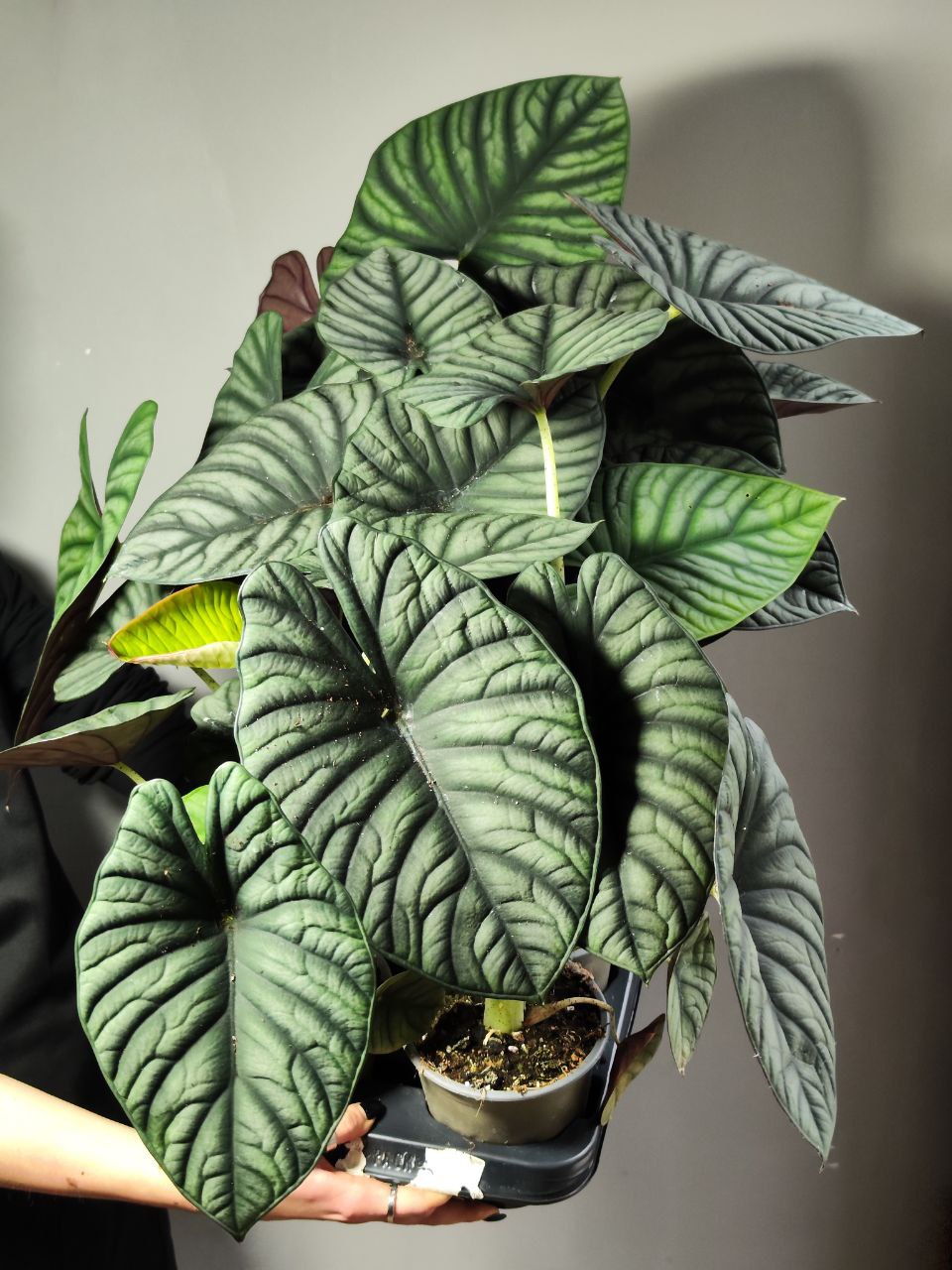 Алоказия Небула Империалис (Alocasia Nebula Imperialis) D12см