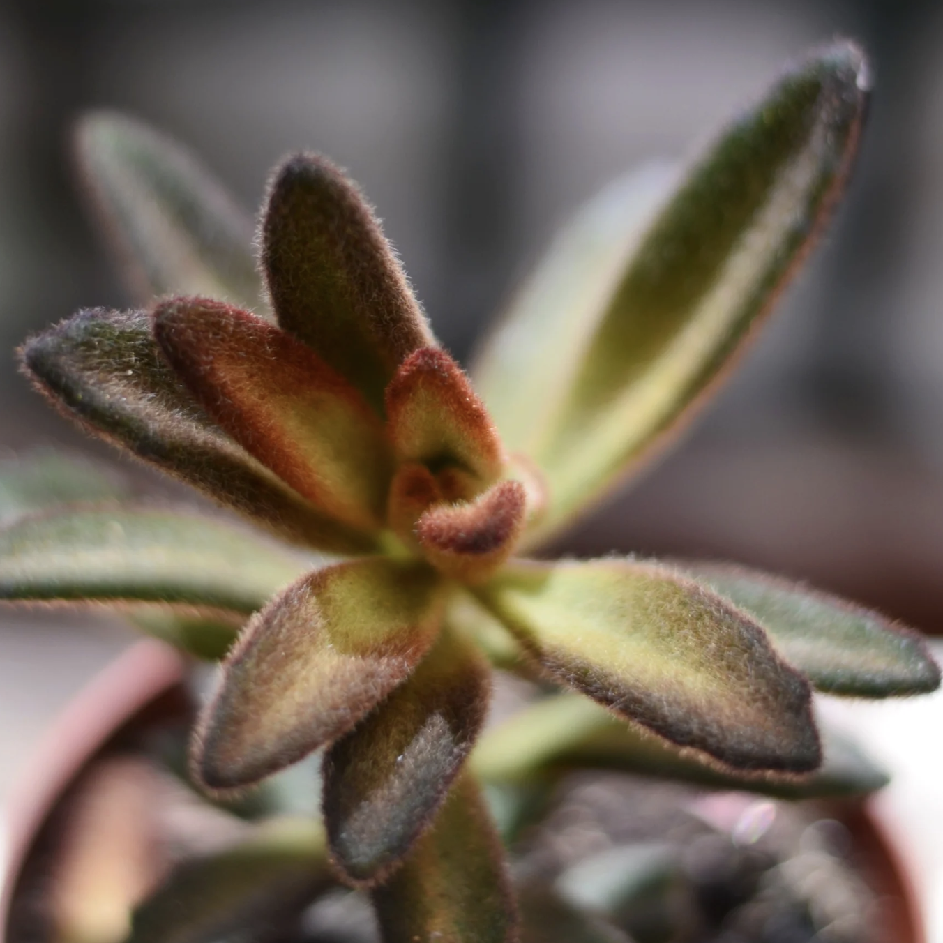Каланхоэ Войлочное Шоколадный Солдат (Kalanchoe Chocolate Soldier) D5см