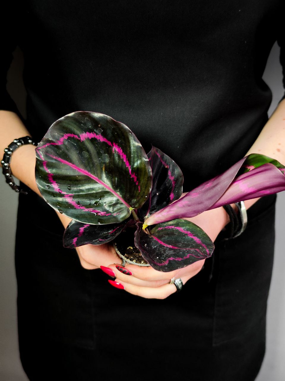 Калатея Розеопикта Дотти (Calathea Roseopicta Dottie) D6см