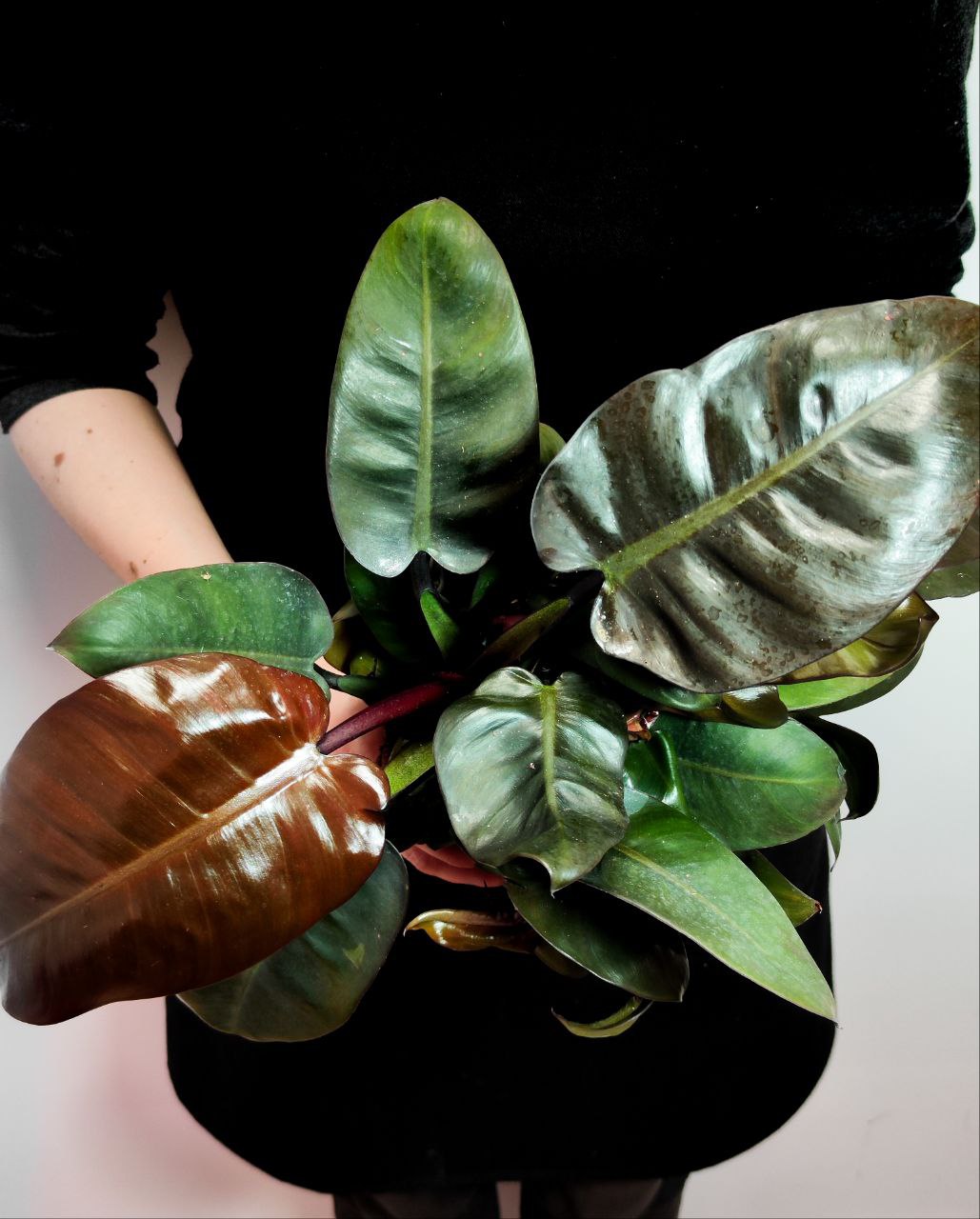 Филодендрон Блэк Кардинал (Philodendron Black Cardinal) D12см