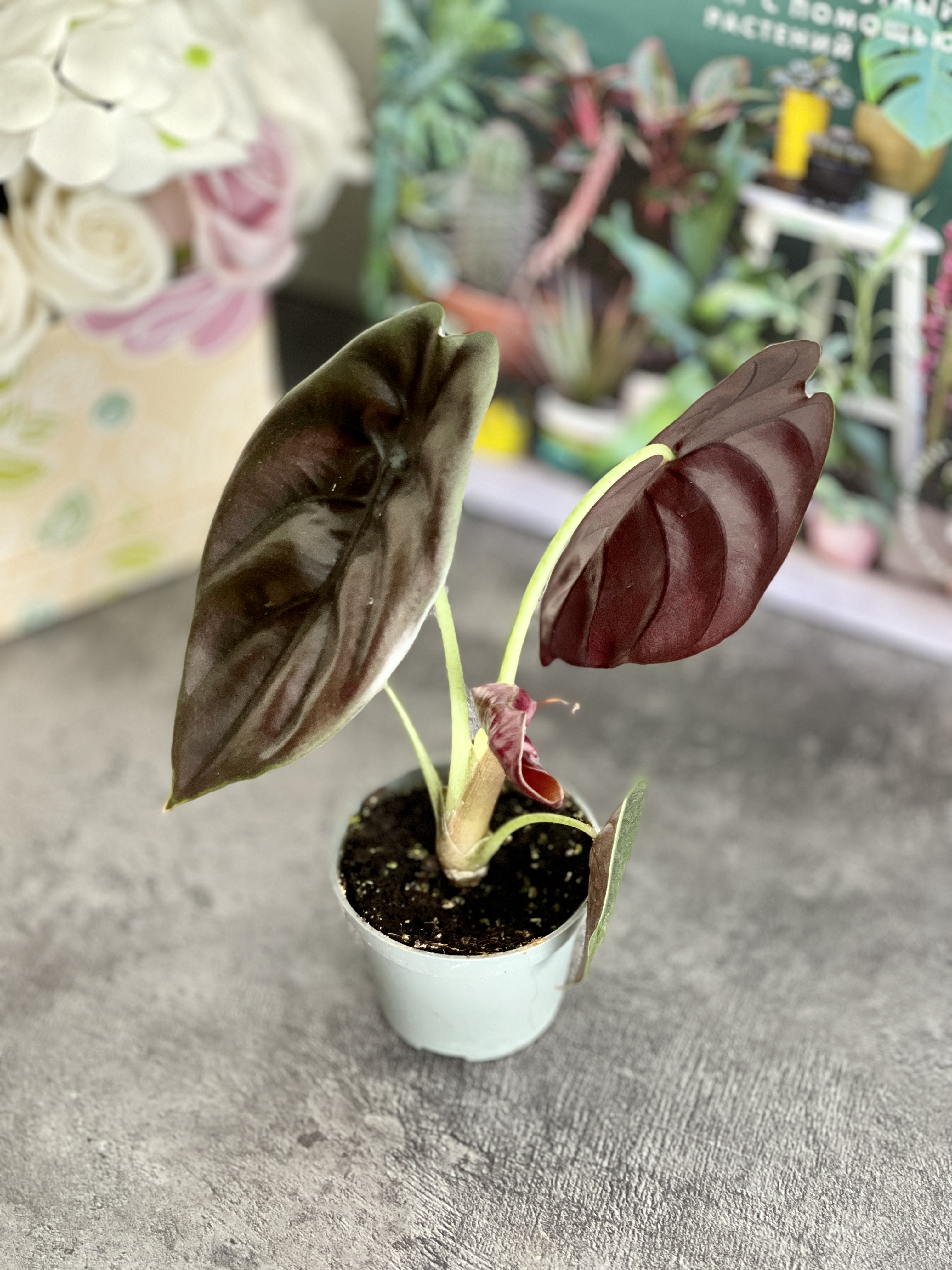 Алоказия Купера Ред Секрет, Купрея (Alocasia Cupera Red Secret) D6см