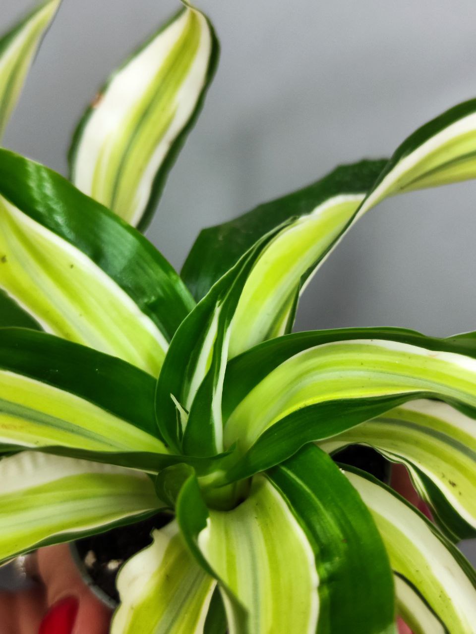 Драцена Фрагранс Малайка (Dracaena Dragontree Malaika) D6см