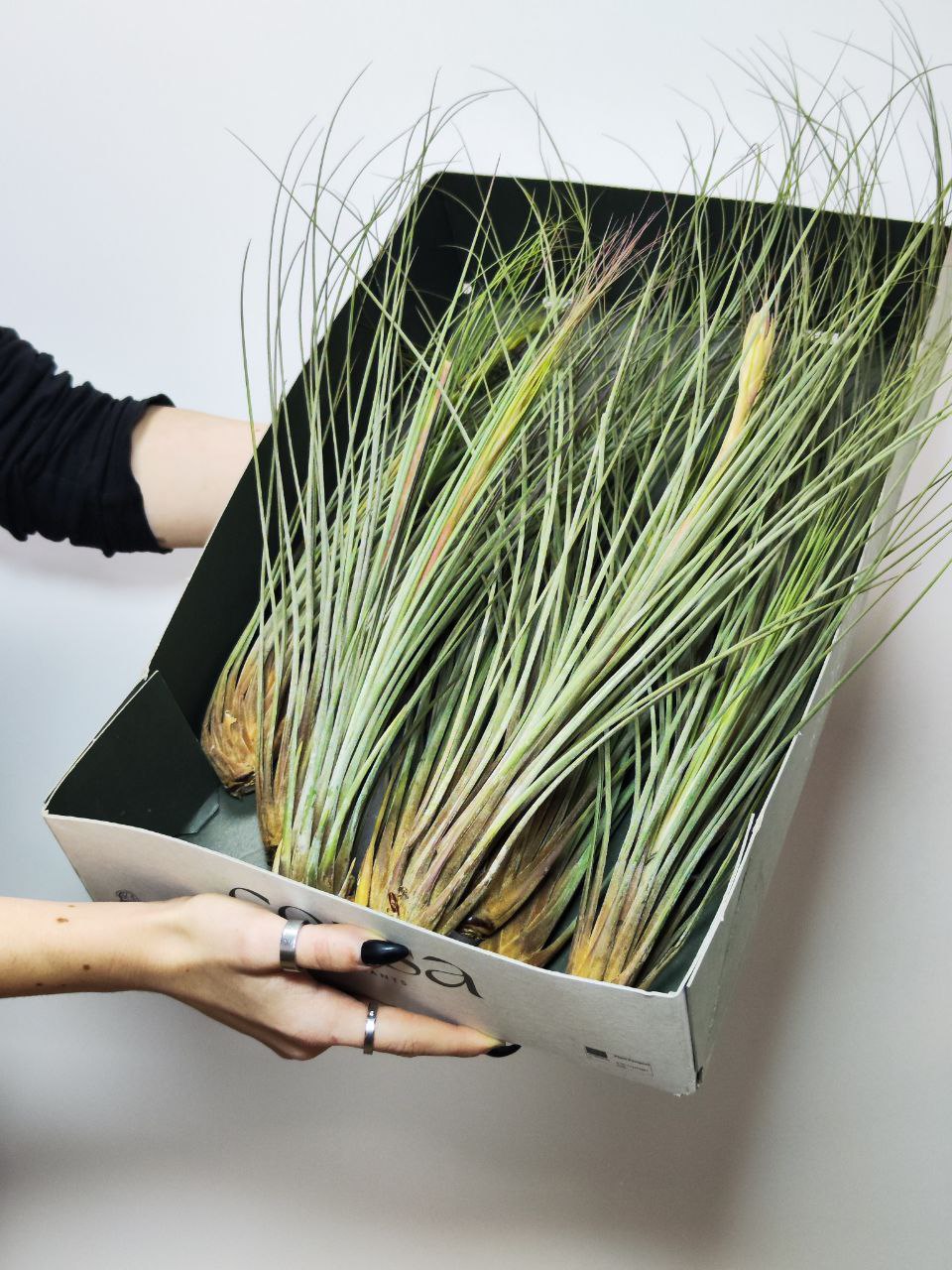 Тилландсия Ситниковая XL (Tillandsia Juncea)