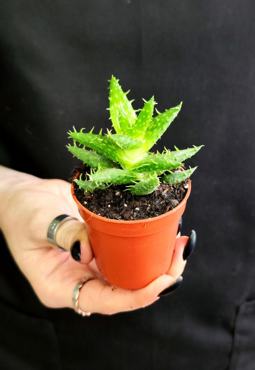 Алоэ Оттопыренное (Aloe Squarrosa) D5см