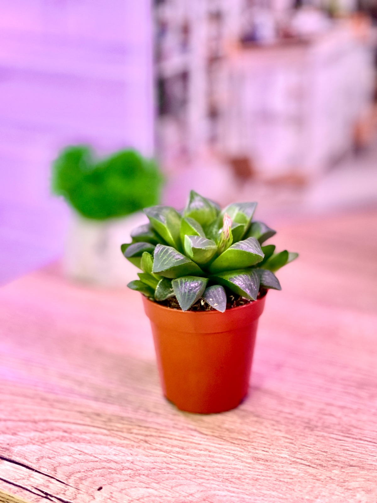 Хавортия Ретуза (Haworthia Retusa) D5см
