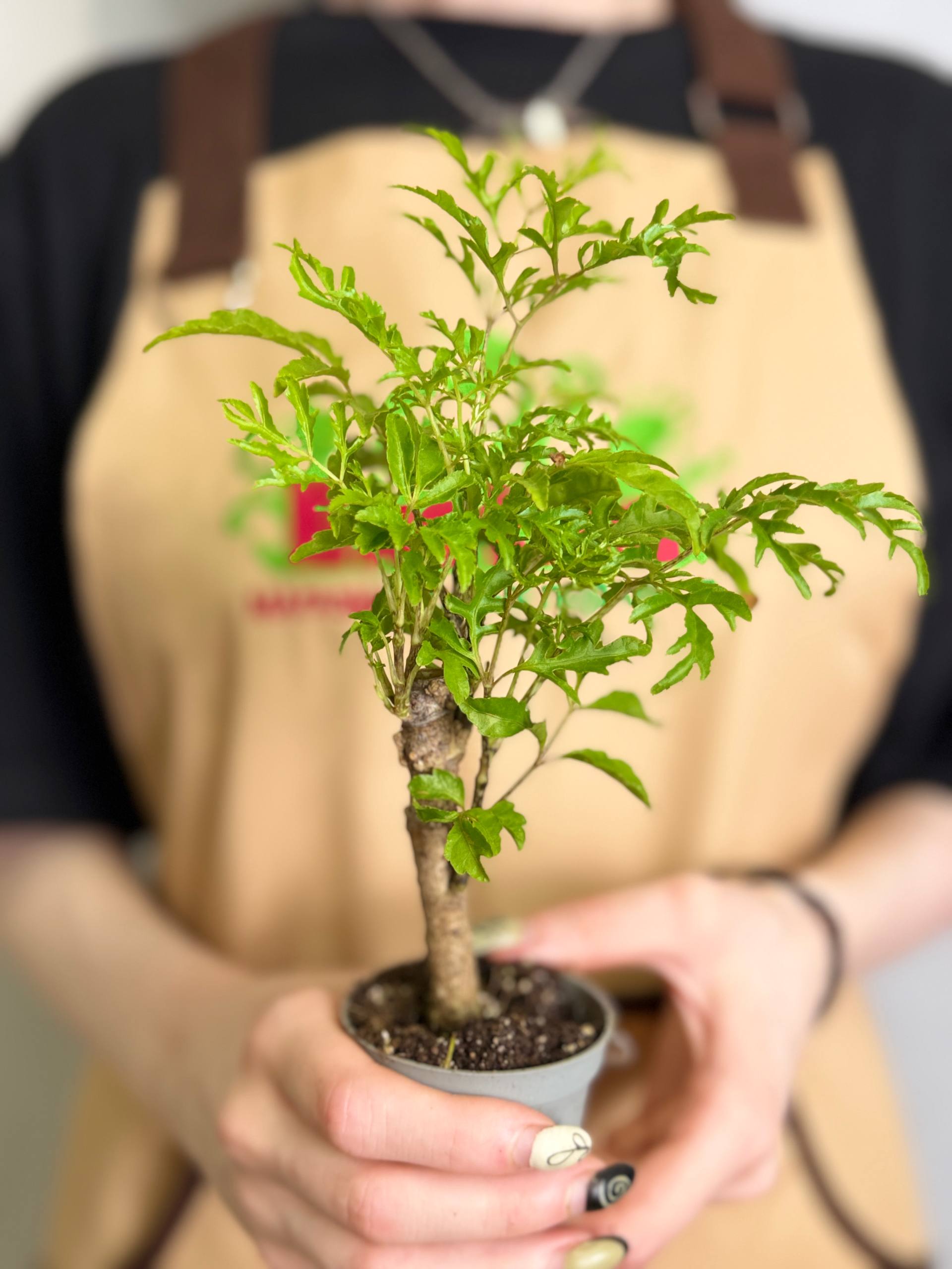 Полисциас Папоротниколистный, или Фруктикоза  (Polyscias Filicifolia) D6см