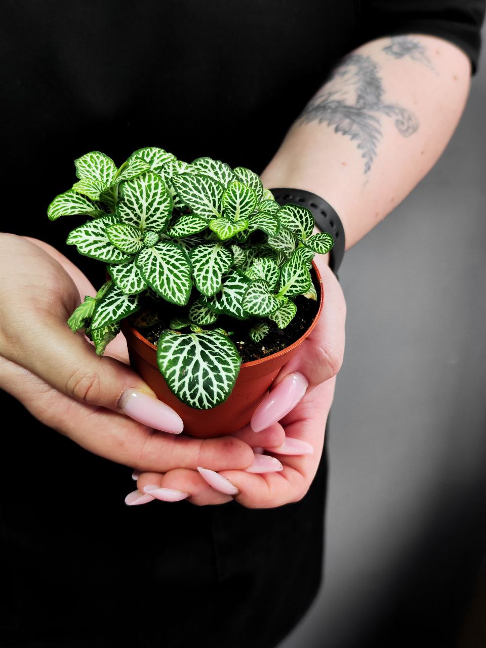 Фиттония Мозаик Спрингтайм (Fittonia Mosaic Springtime) D8,5см