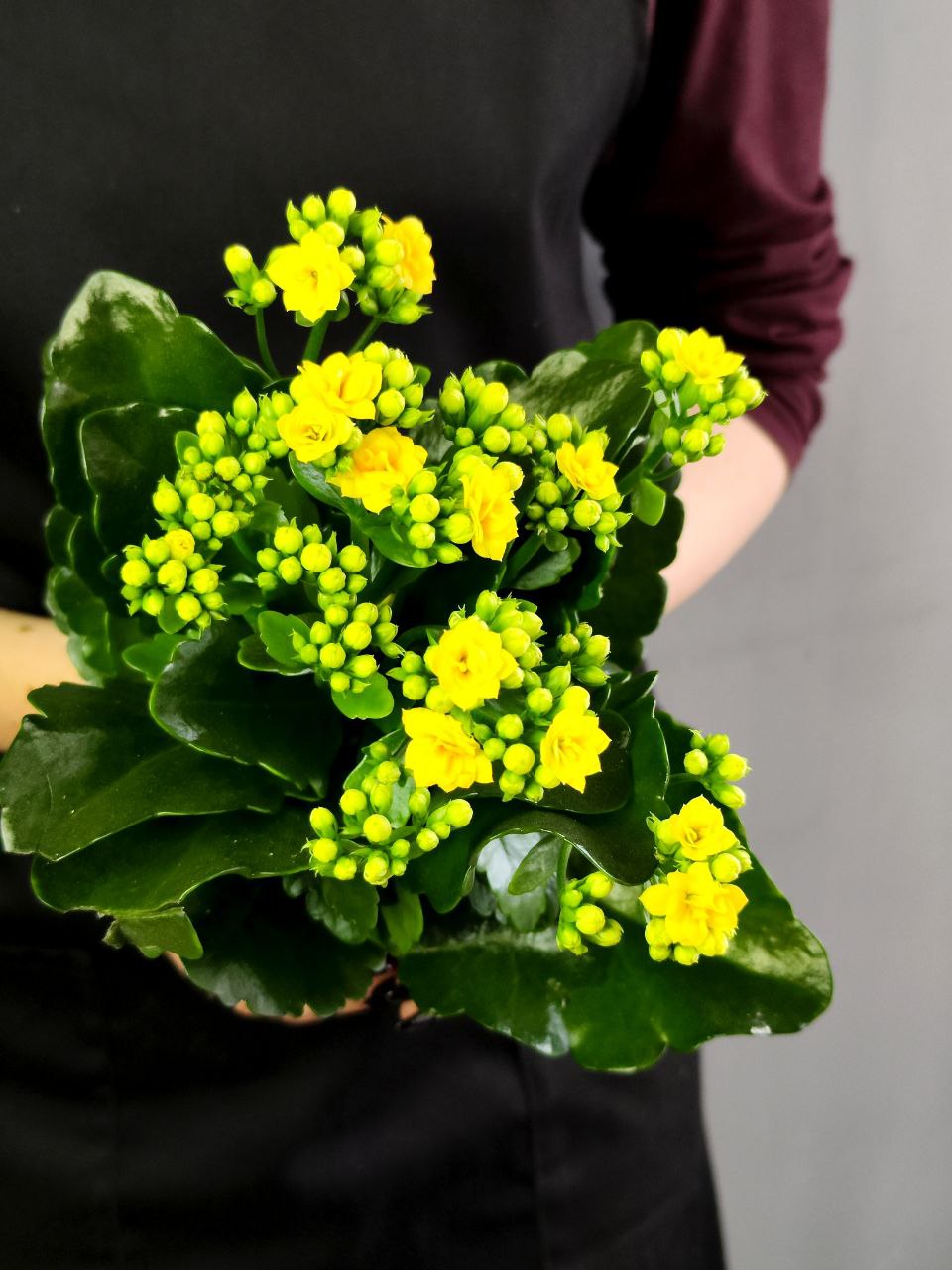 Каланхоэ Розалина Желтая (Kalanchoe Rosalina Yellow) D9см