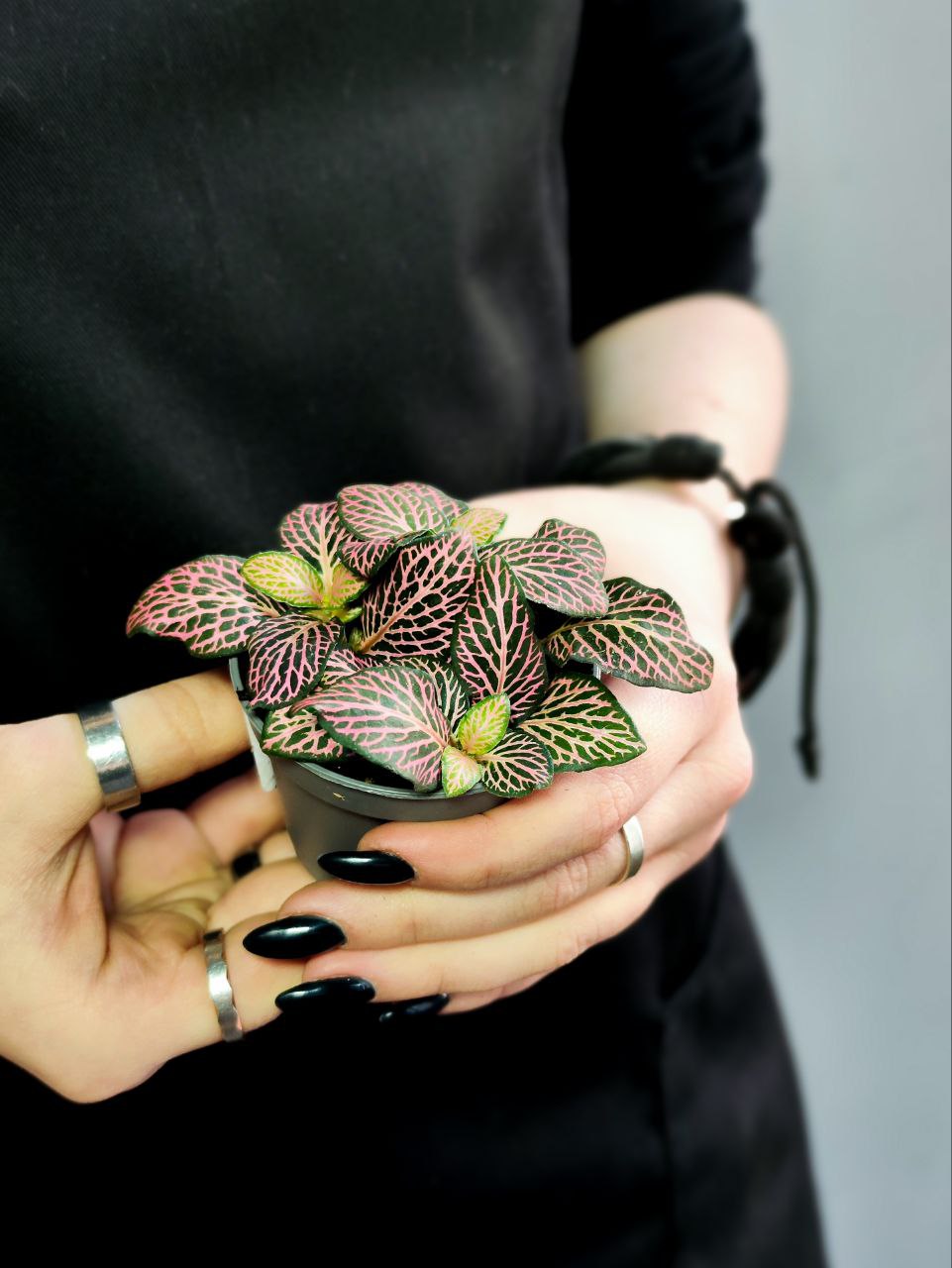 Фиттония Красный Ангел (Fittonia Red Angel) D5см