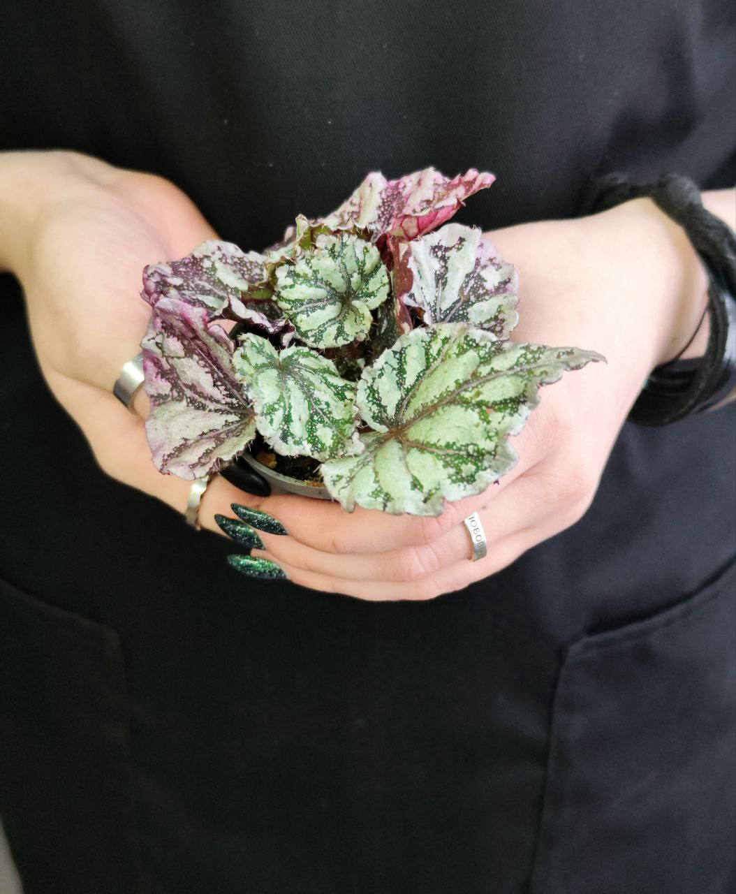 Бегония Рекс Дьюдроп (Begonia Rex Dew Drop) D6см