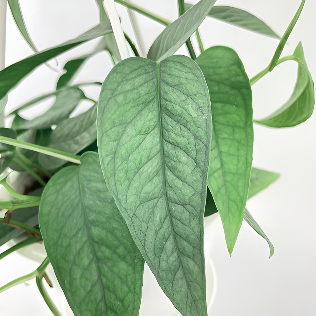 Эпипремнум Себу Блю (Epipremnum Pinnatum Cebu Blue) D6см