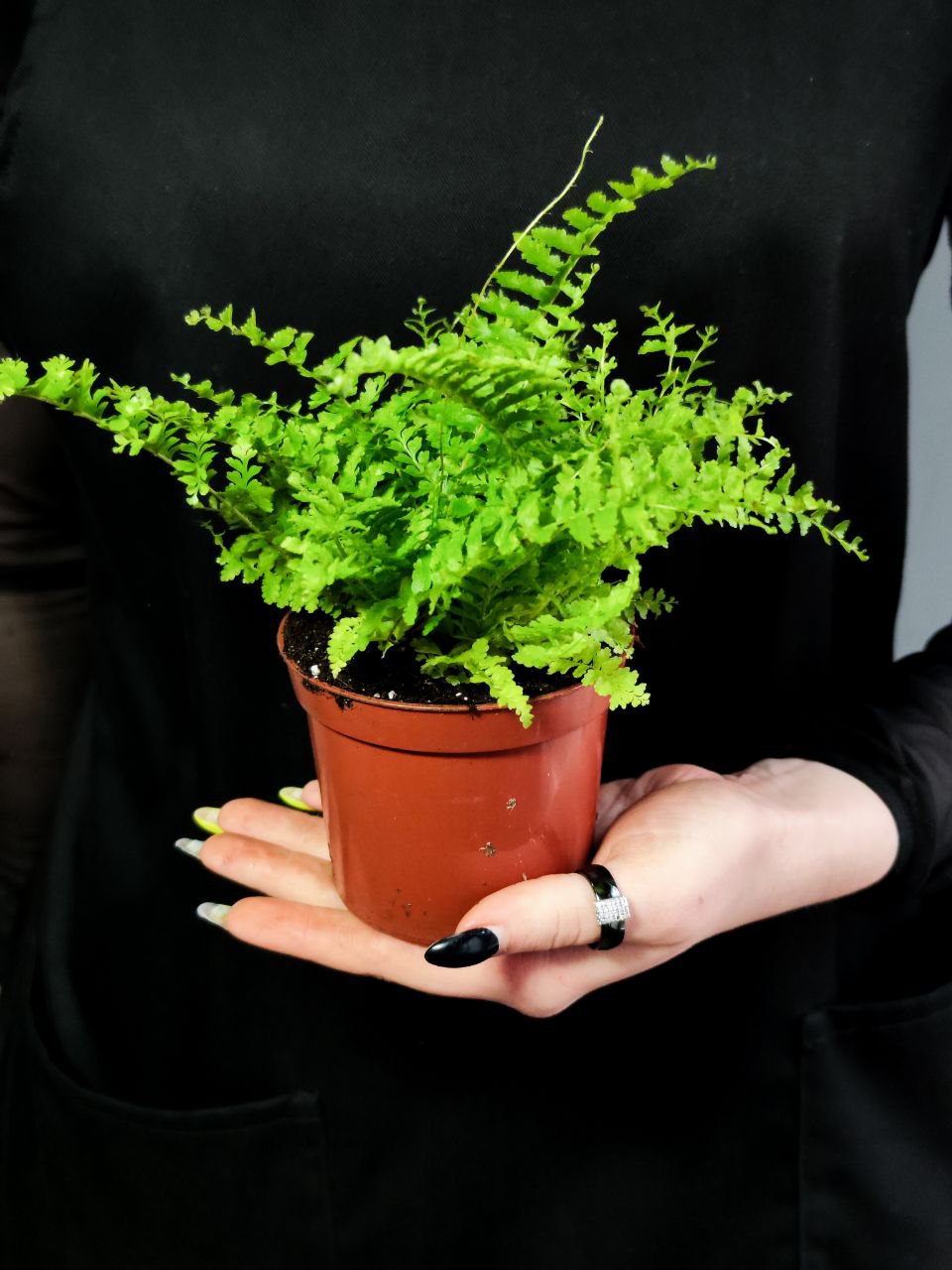 Нефролепис Возвышенный (Nephrolepis Exaltata Fluffy Ruffle) D8,5см