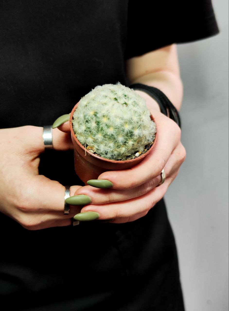 Маммиллярия Плюмоза (Mammillaria Plumosa) D5см