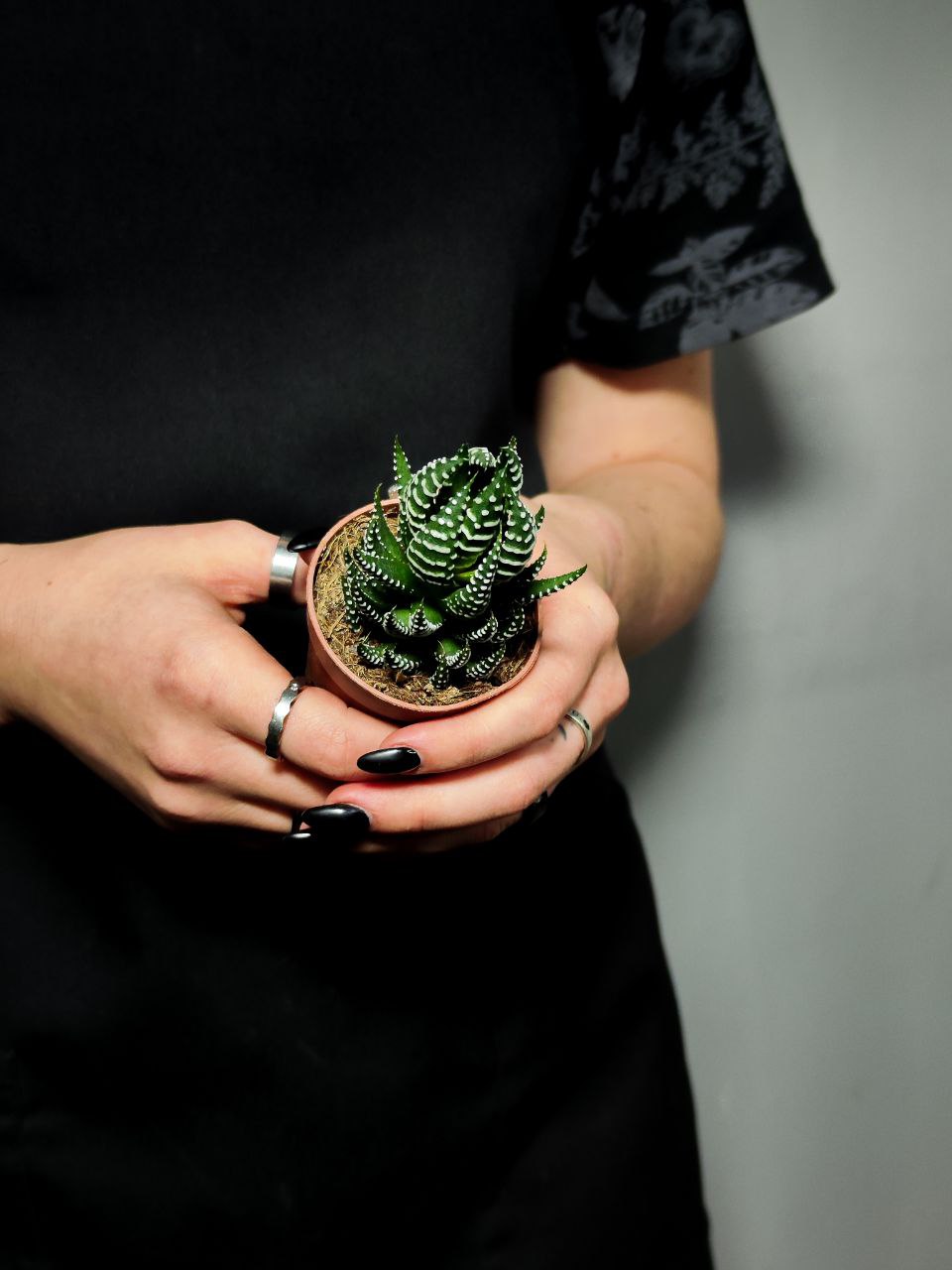 Хавортия Рейнвардта (Haworthia Reinwardtii) D5см