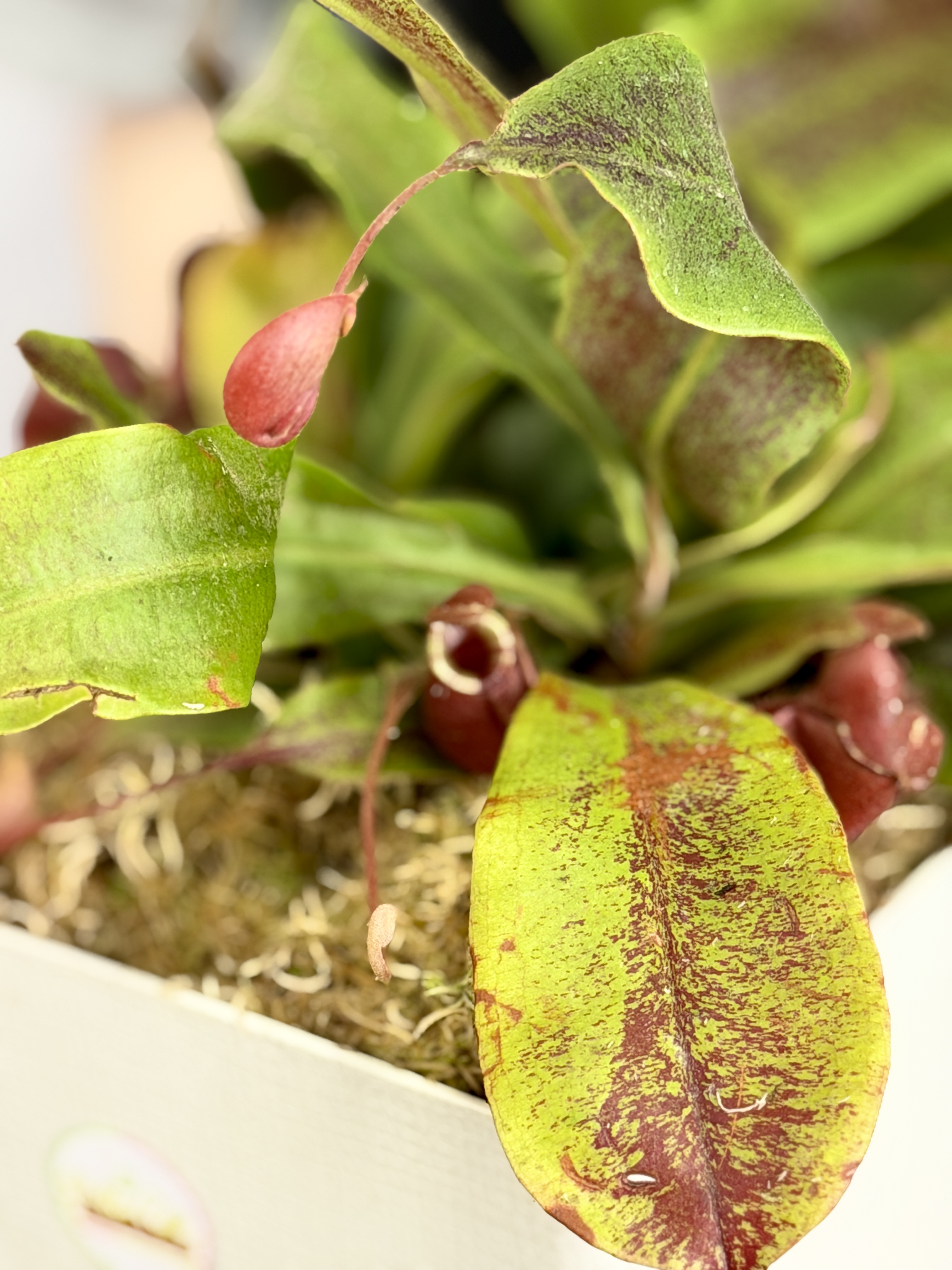 Непентес Ампулярия Красная (Nepenthes Ampullaria Red), пересаженный D17см