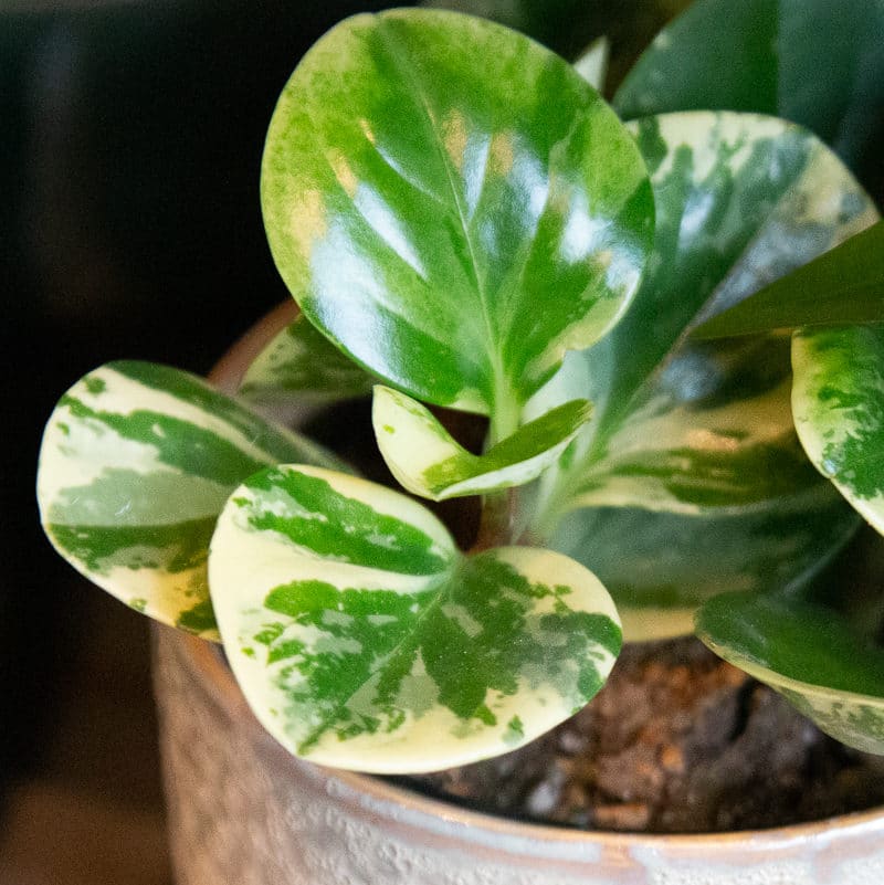 Пеперомия Туполистная Вариегатная (Peperomia Obtusifolia Variegata) D5см