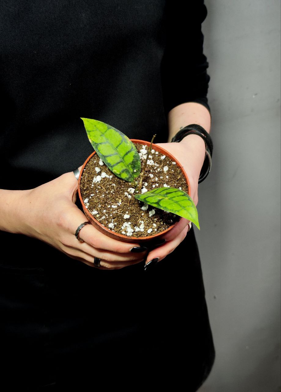 Хойя Блэк Кэт (Hoya Callistophylla Black Cat) D10см