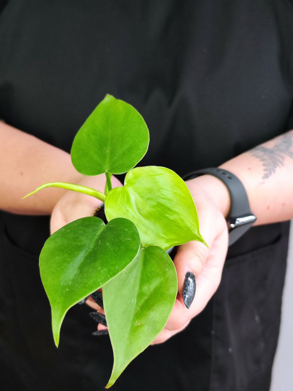 Филодендрон Сканденс Зеленый (Philodendron Scandens Green) D6см