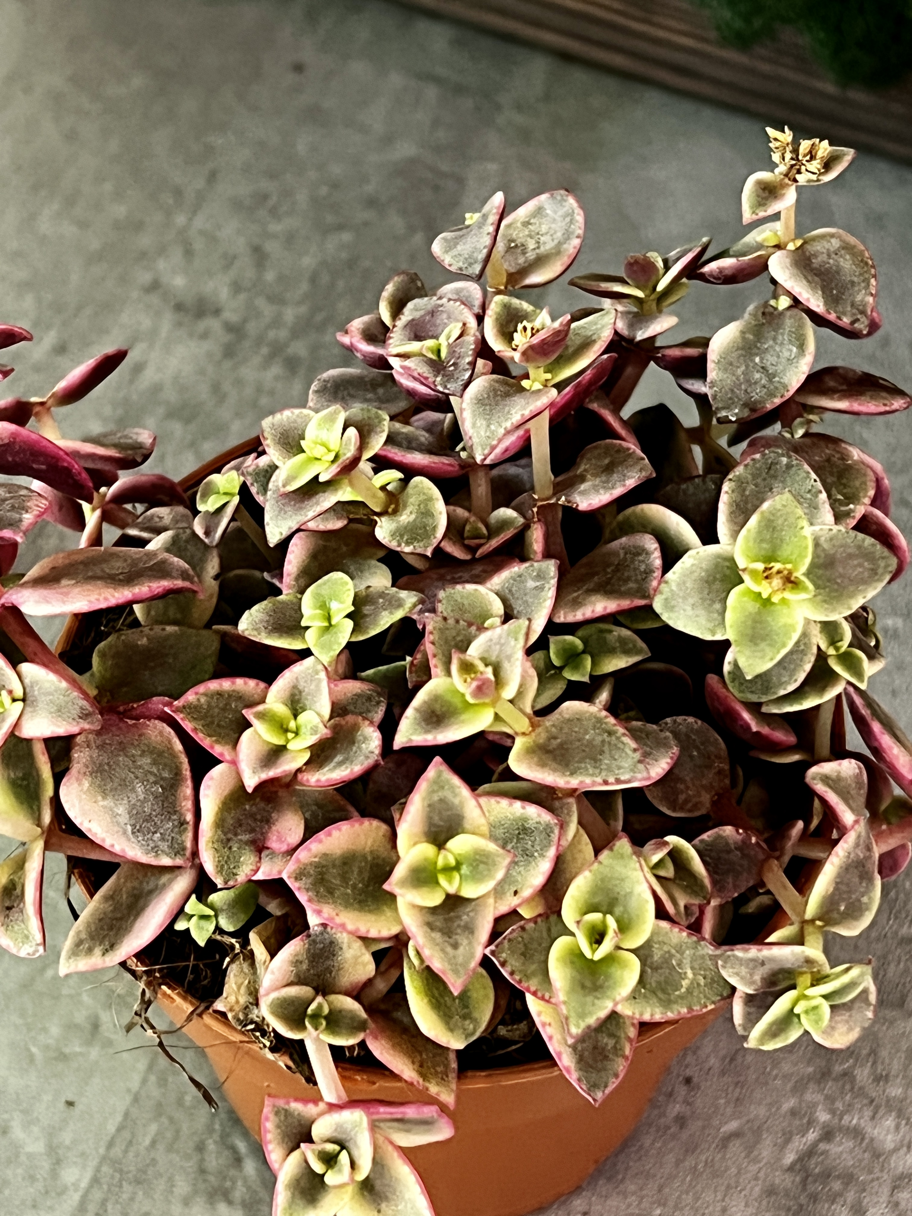Крассула Маргиналис (Crassula Marginalis) D8см