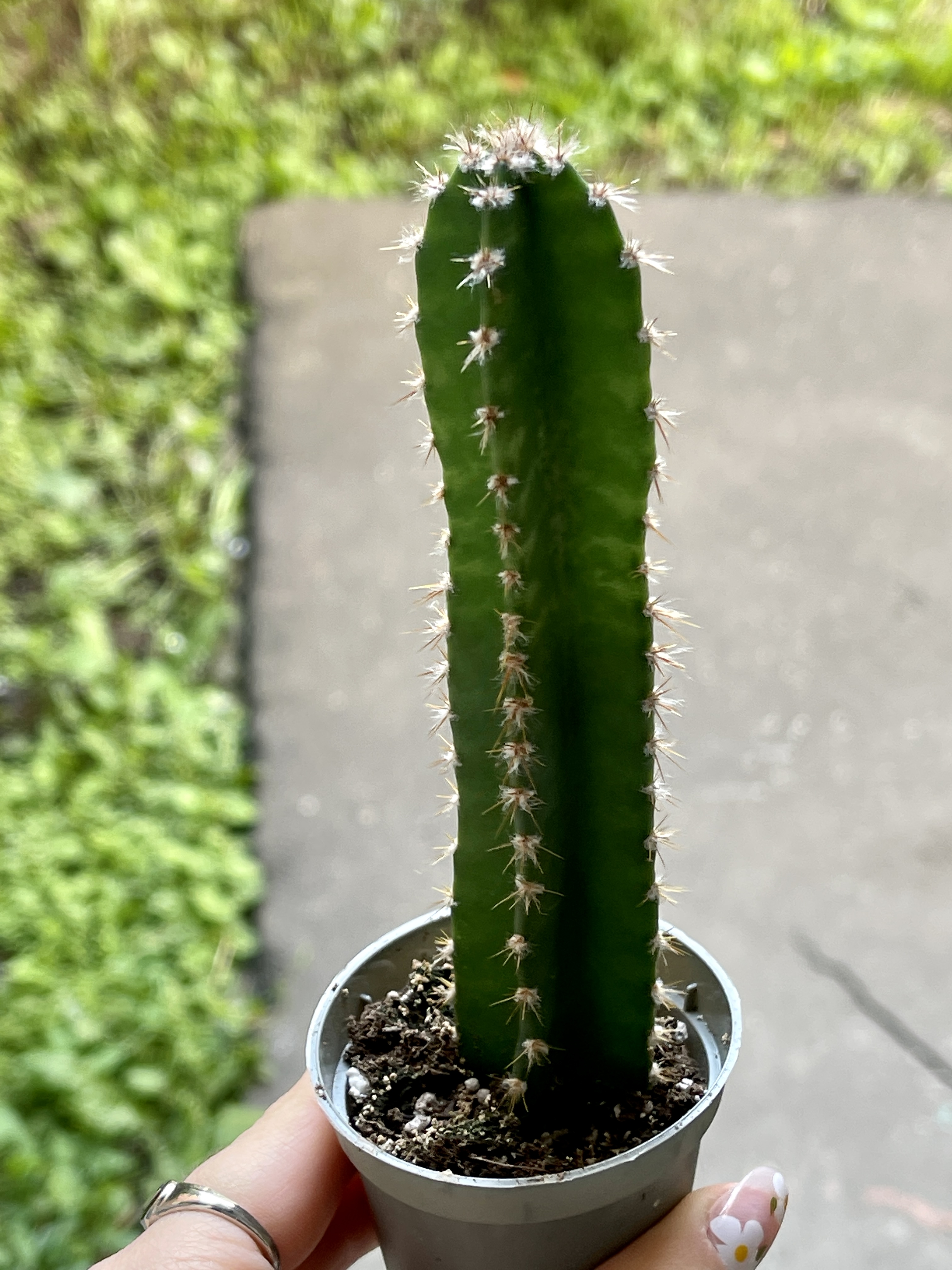 Цереус Флорида (Cereus Peruvianus Florida) D5см