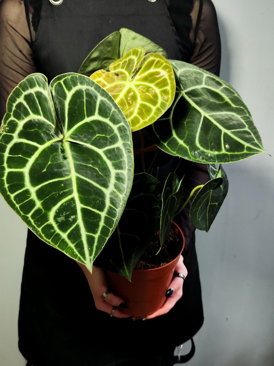 Антуриум Кларинервиум (Anthurium Clarinervium) D12см
