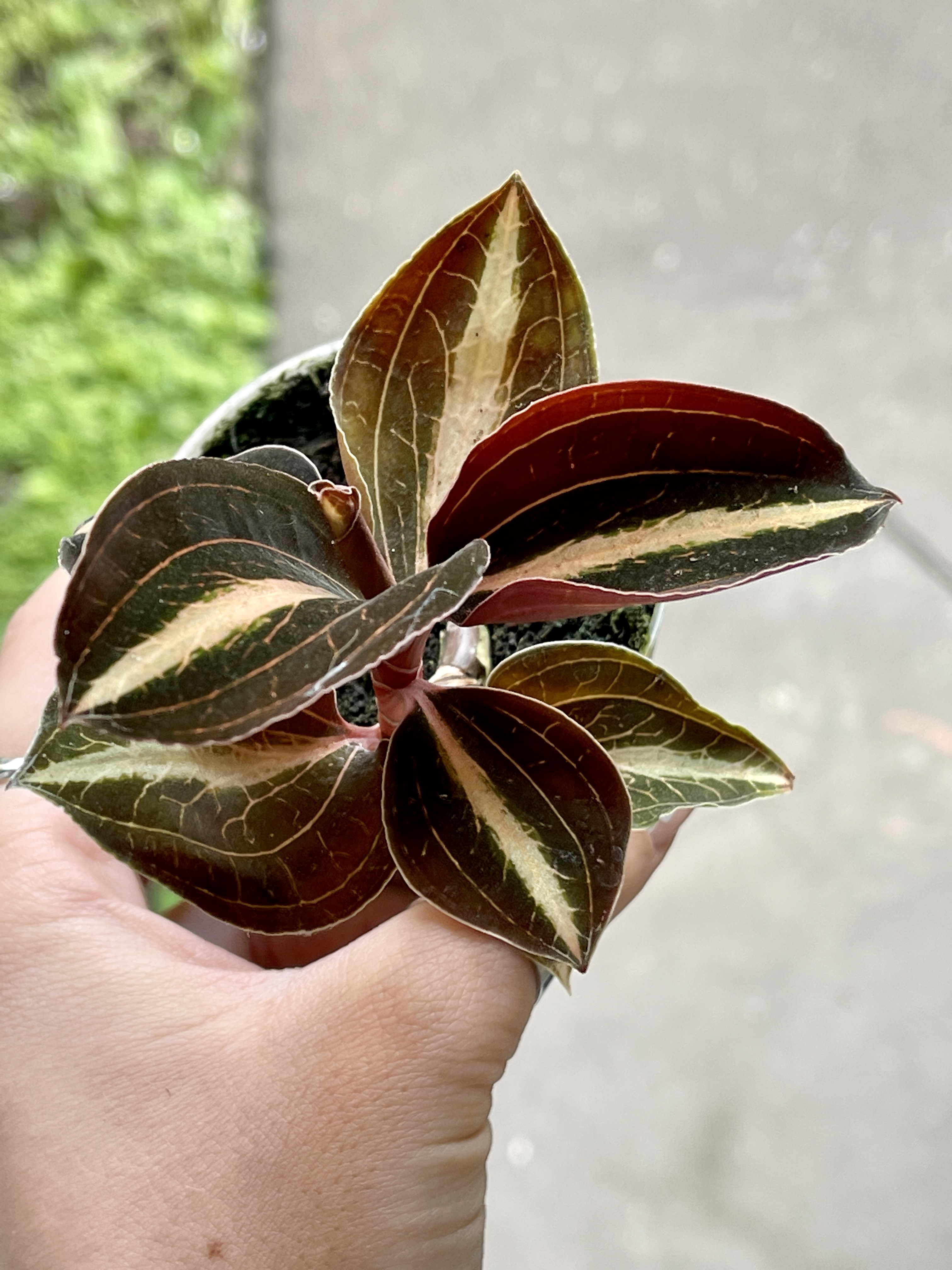Орхидея Драгоценная Карма Эмбер (Jewel Orchid Karma Amber) D7см