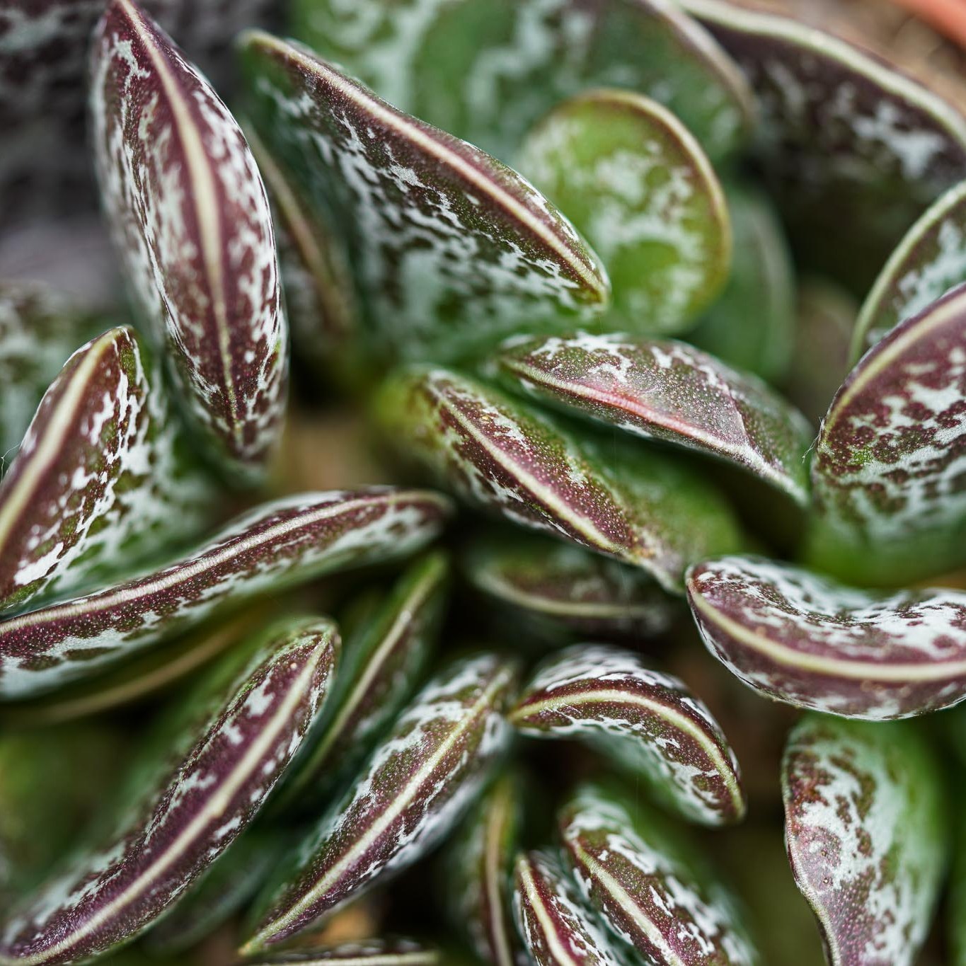 Адромискус Макулатус (Adromischus Maculatus) D5см