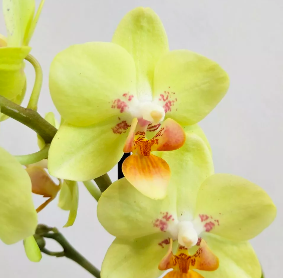 Фаленопсис Саншайн (Phalaenopsis Sunshine) D9см