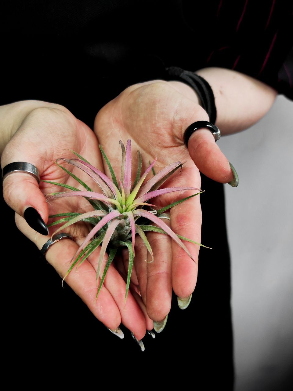 Тилландсия Ионанта Красная XL (Tillandsia Ionantha Red)