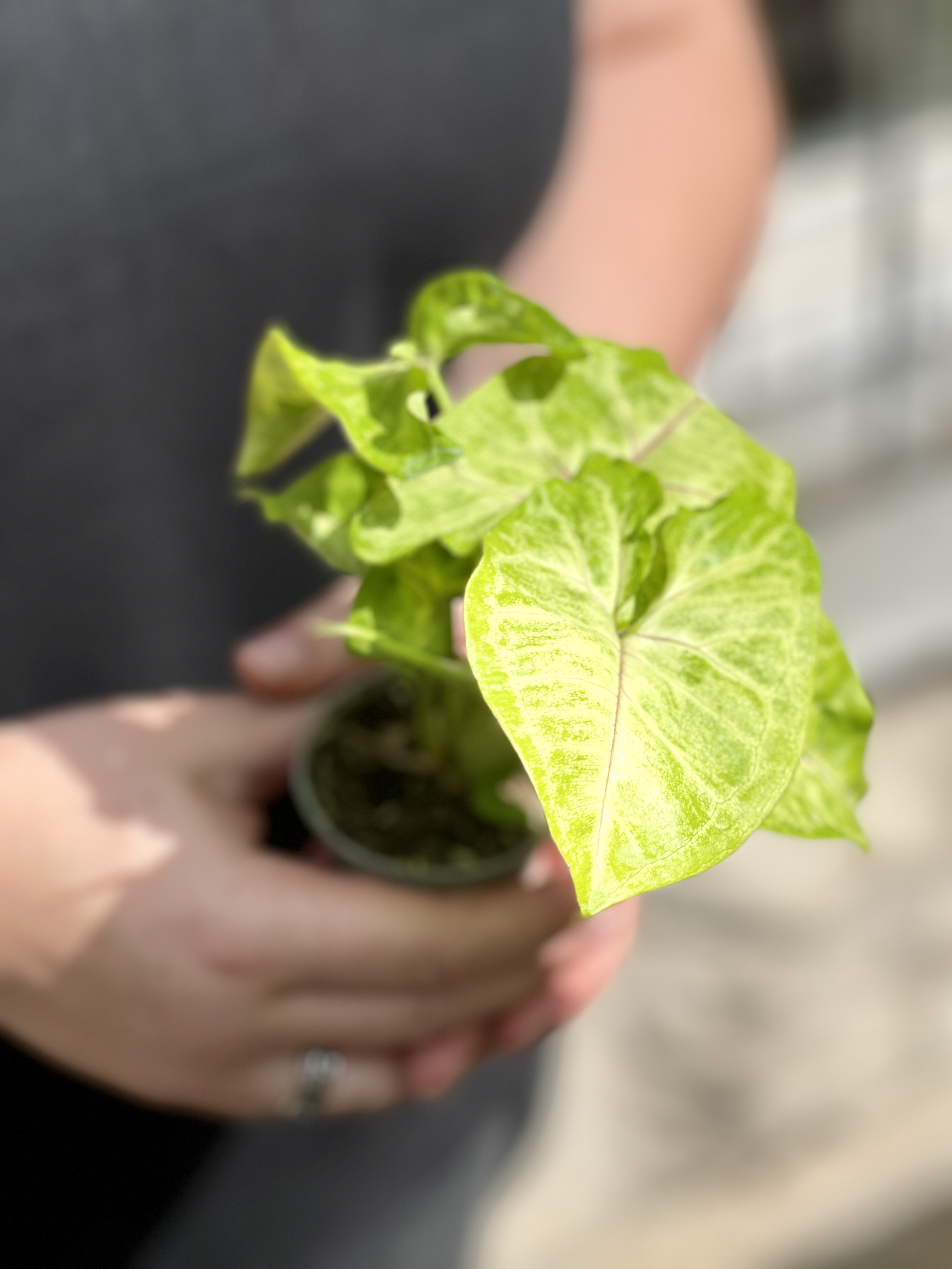 Сингониум Голден Элюжен (Syngonium Golden Allusion) D6см
