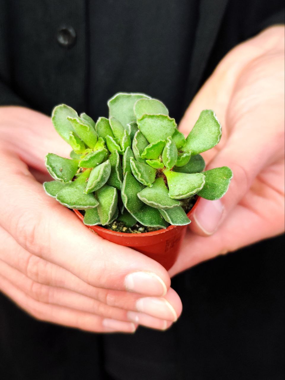 Адромискус Гребенчатый (Adromischus Cristatus) D5см