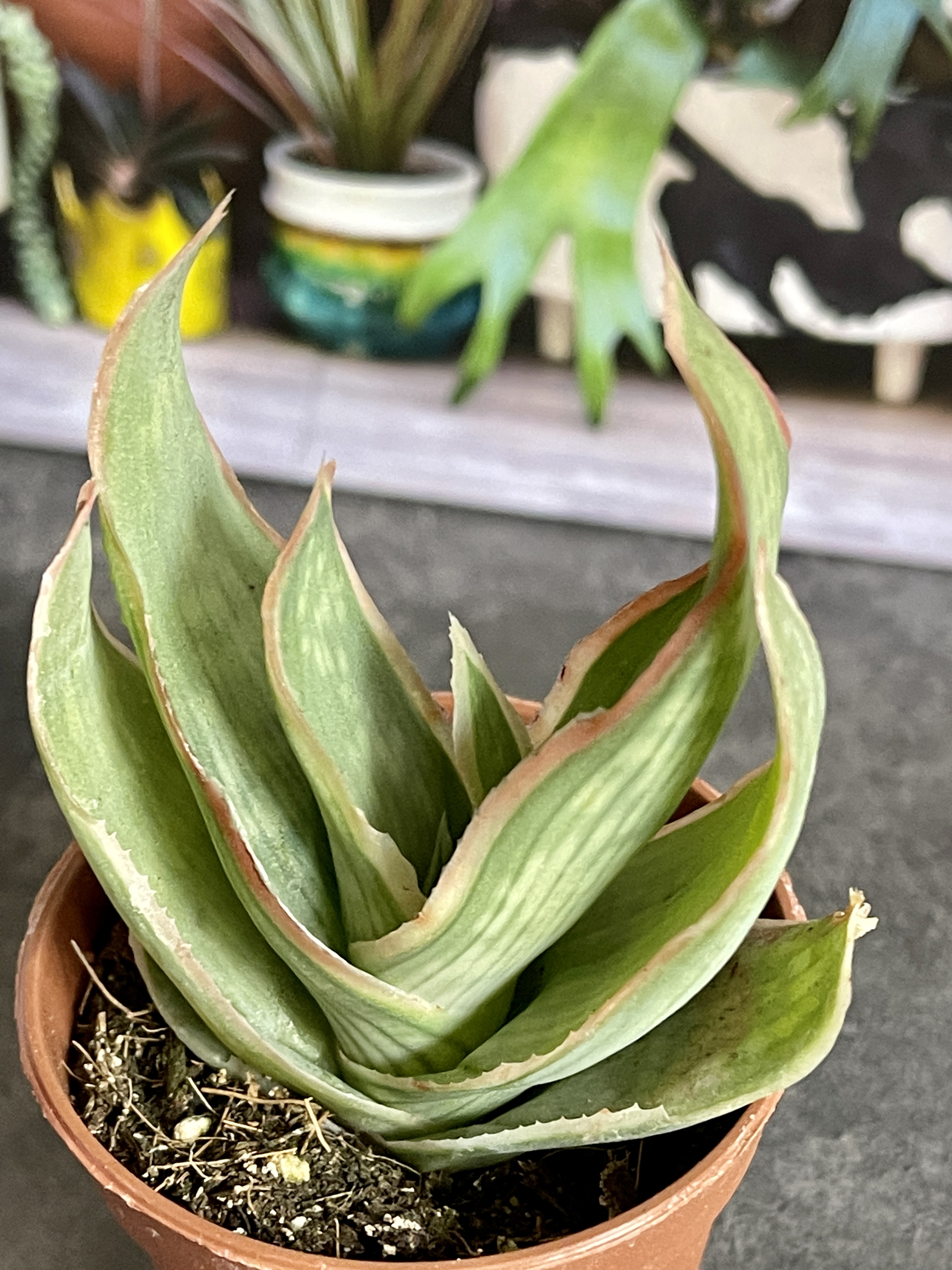 Алоэ Стриата (Aloe Striata) D5см