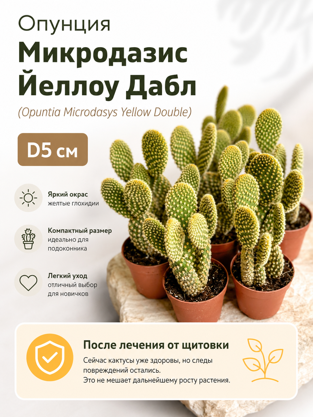 Опунция Микродазис Йеллоу Дабл (Opuntia Microdasys Yellow Double) D5см
