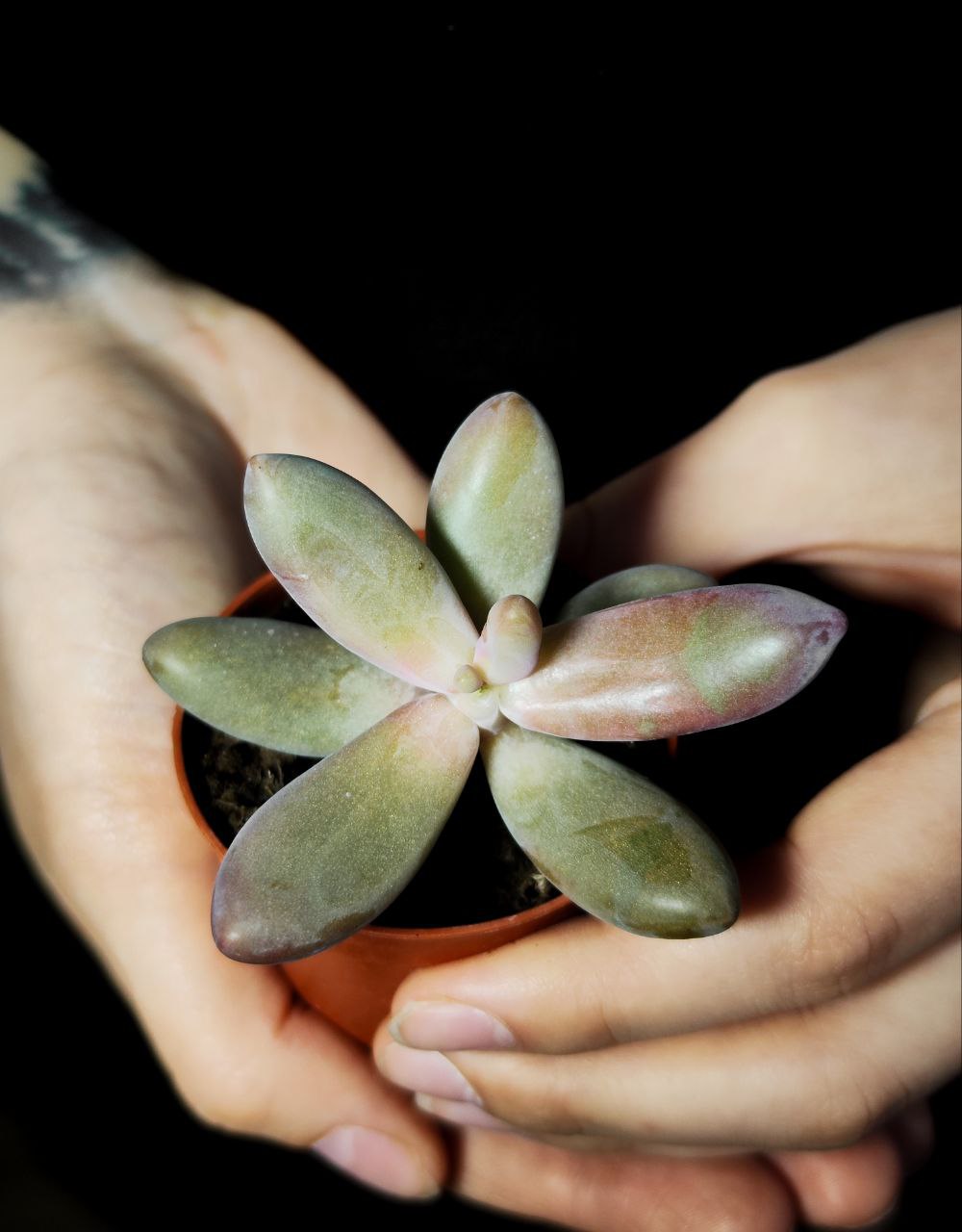 Пахифитум Яйценосный Капитан Джессоп (Pachyphytum Oviferum Captain Jessop) D5см