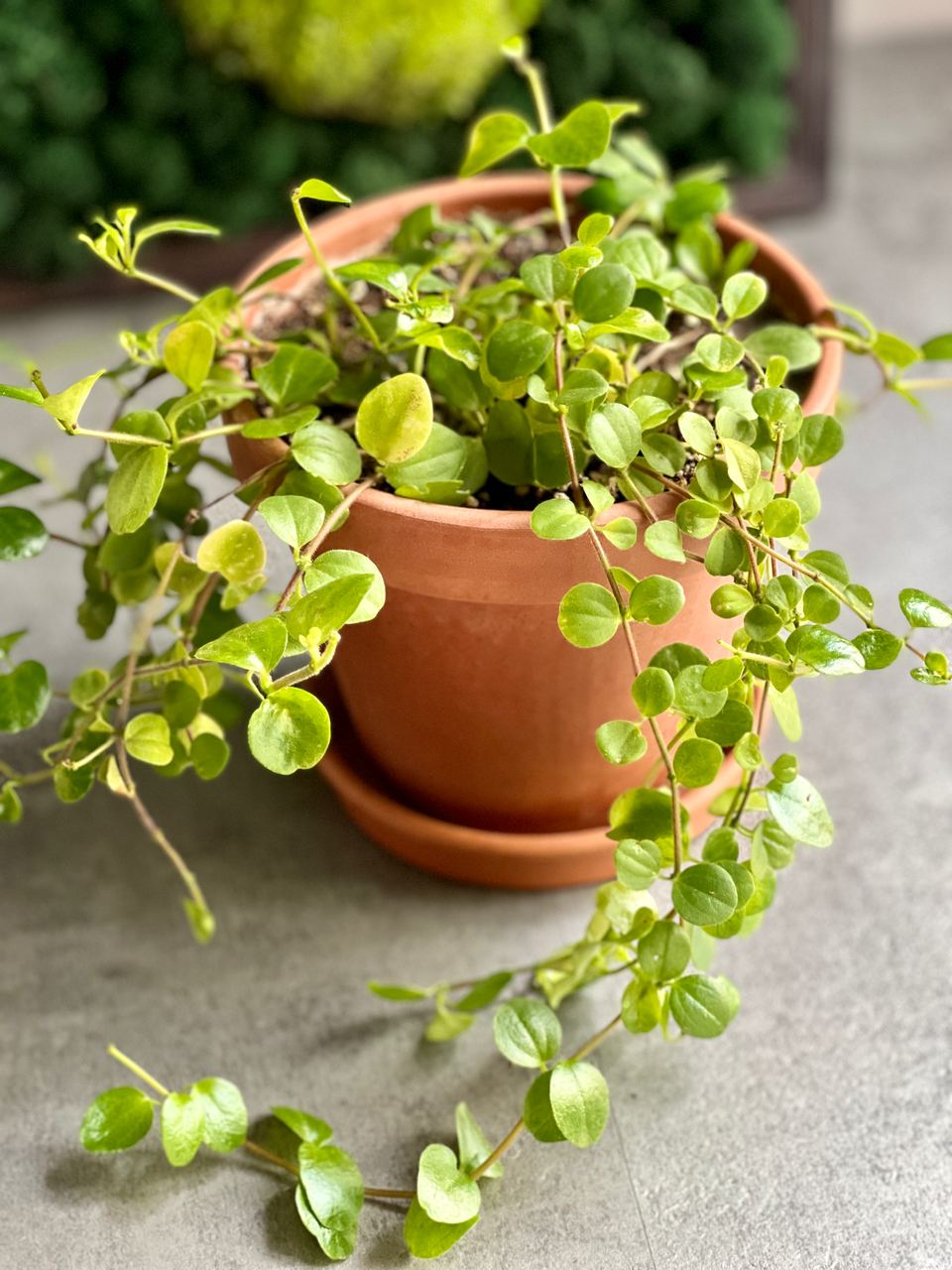 Пеперомия круглолистная ампельная (Peperomia rotundifolia) D12см