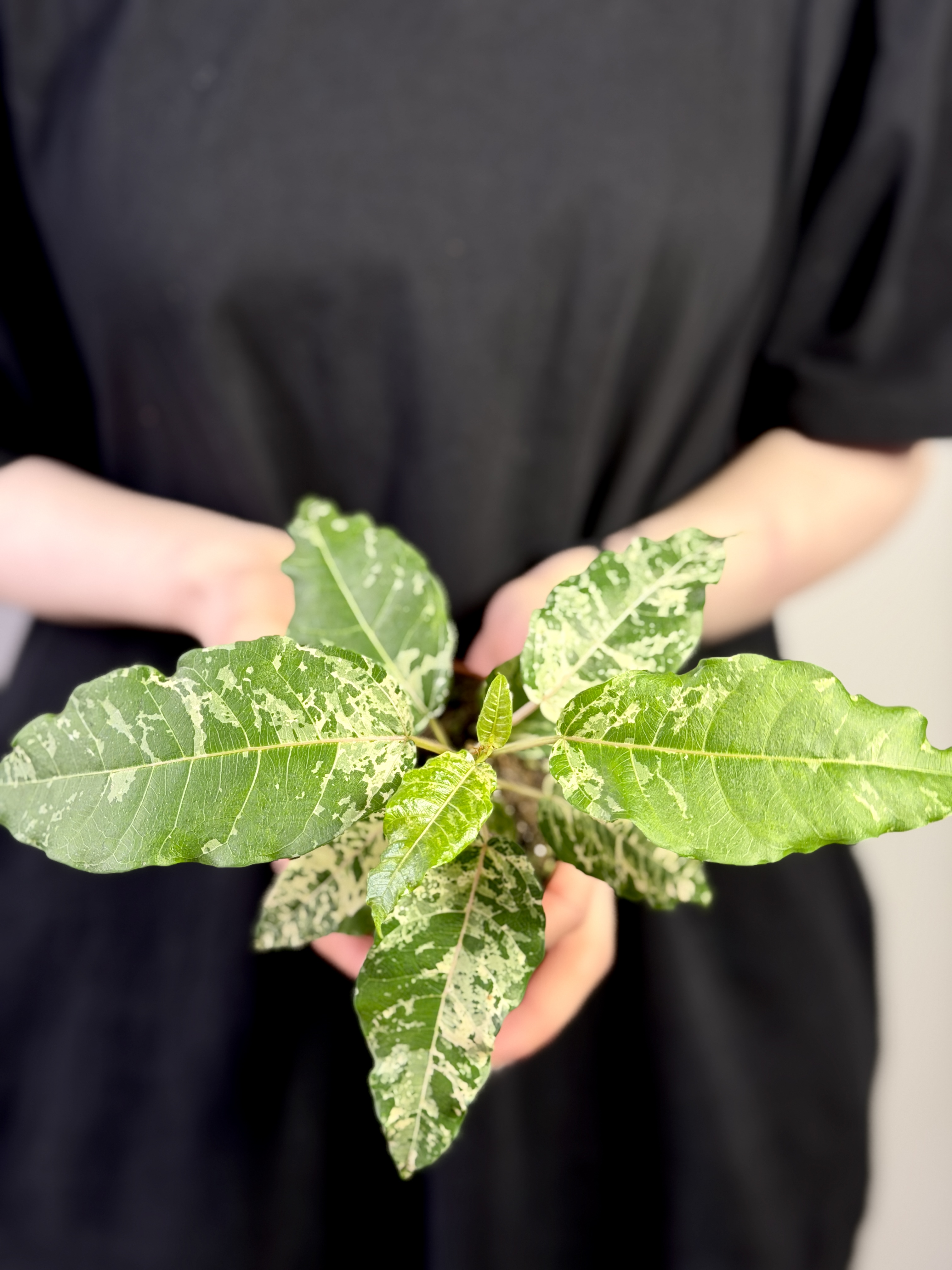 Фикус Сноушторм (Ficus Snowstorm) D8см