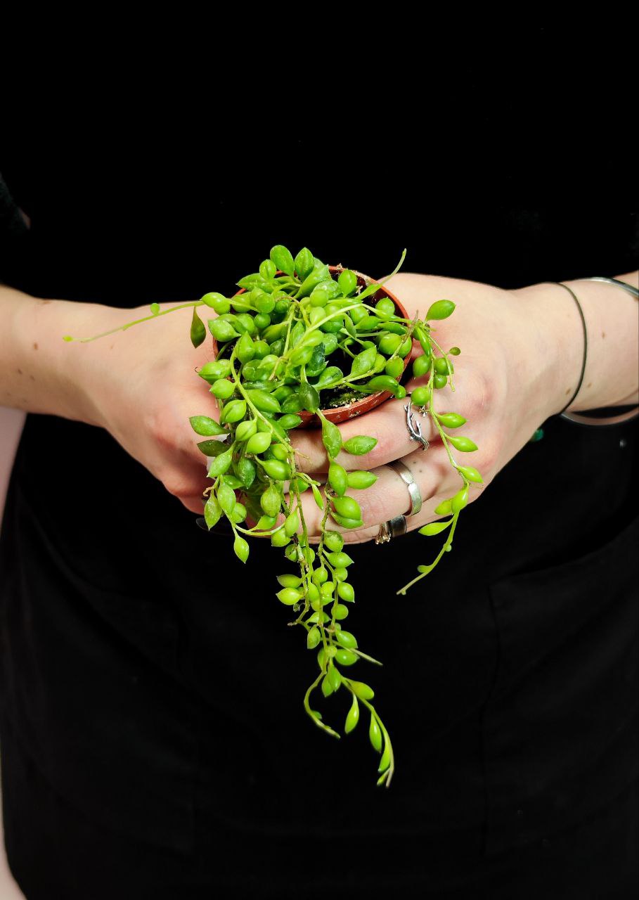 Крестовник Геррейна (Senecio Herreianus) D6см