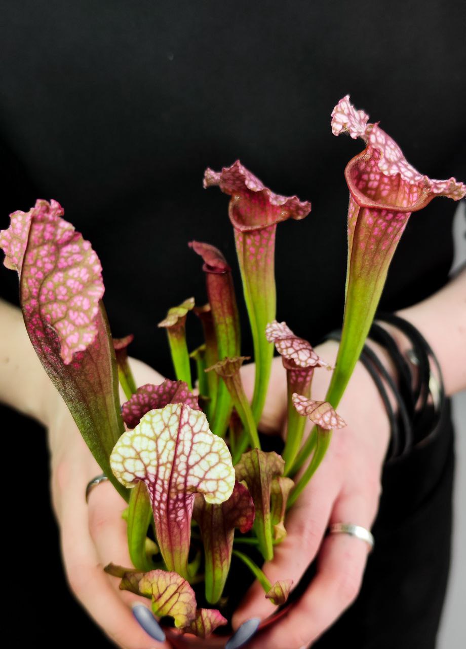 Саррацения Сопера (Sarracenia Juthatip Soper) D9см
