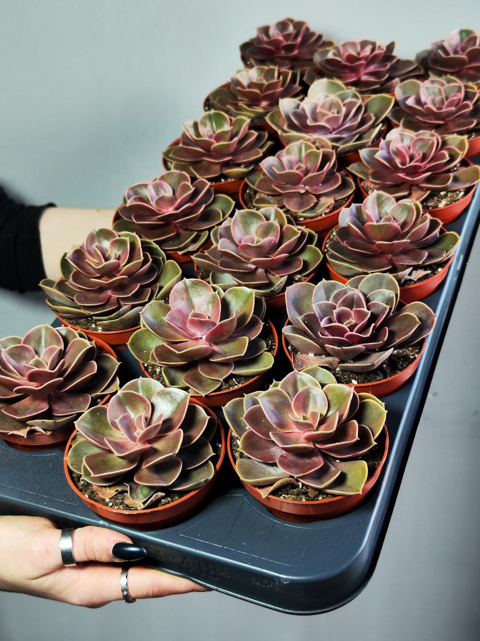 Эхеверия Ред Руби (Echeveria Red Ruby) D8см