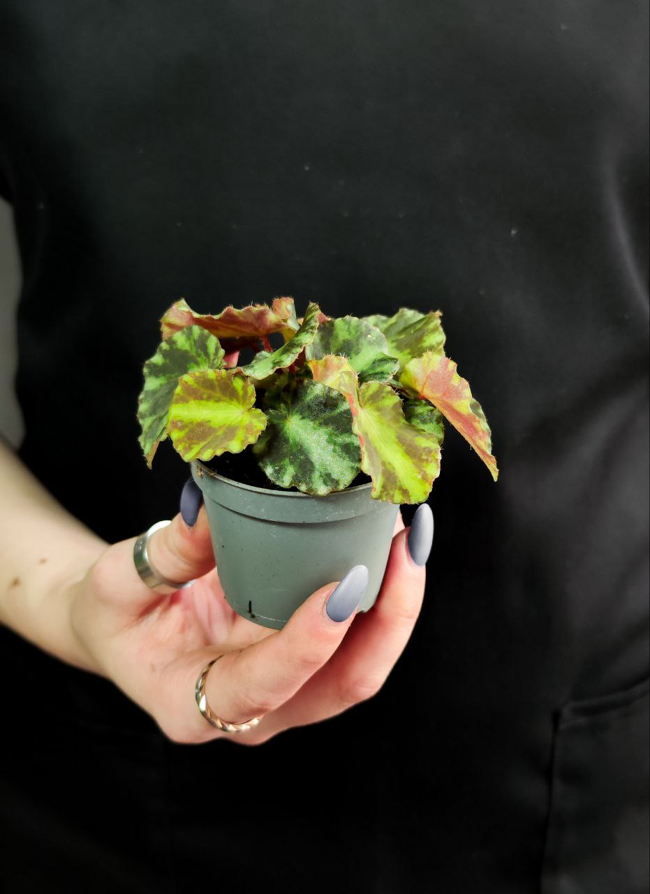 Бегония Рекс Клеопатра (Begonia Rex Cleopatrae) D6см