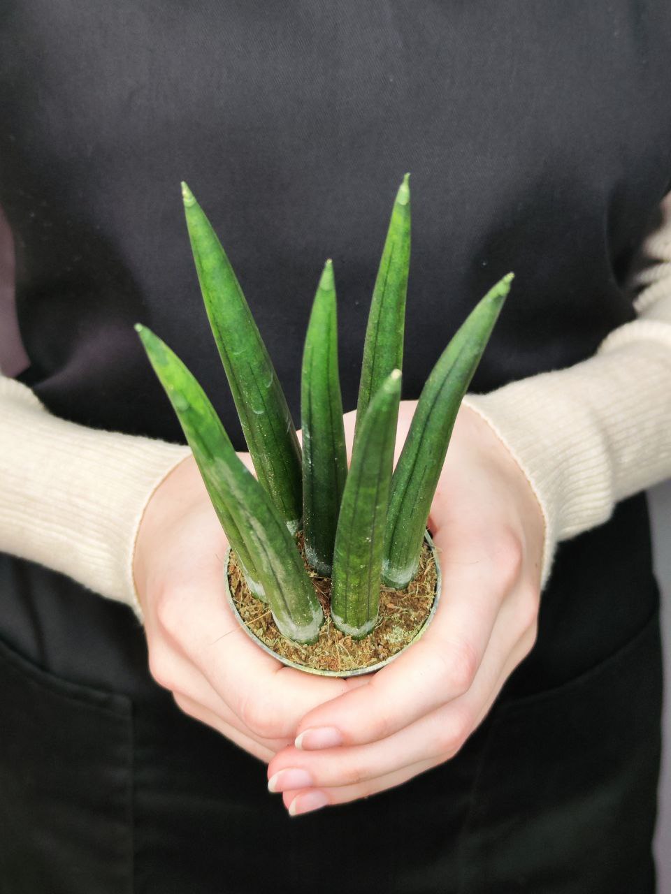 Сансевиерия Цилиндрика Стрейт (Sansevieria Cylindrica Straight) D6см