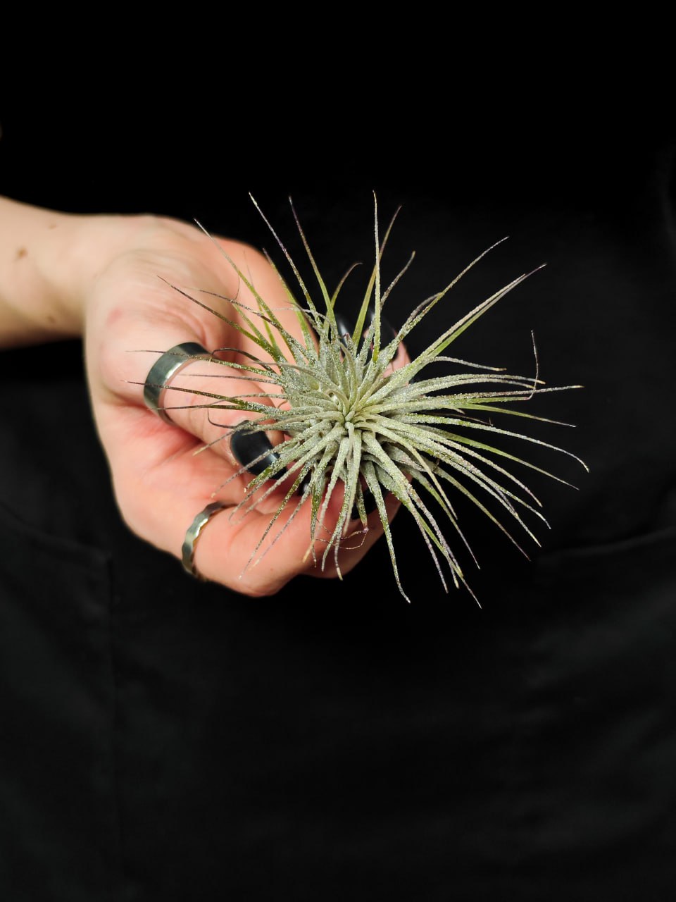 Тилландсия Ионанта Вайт (Tillandsia Ionantha White)
