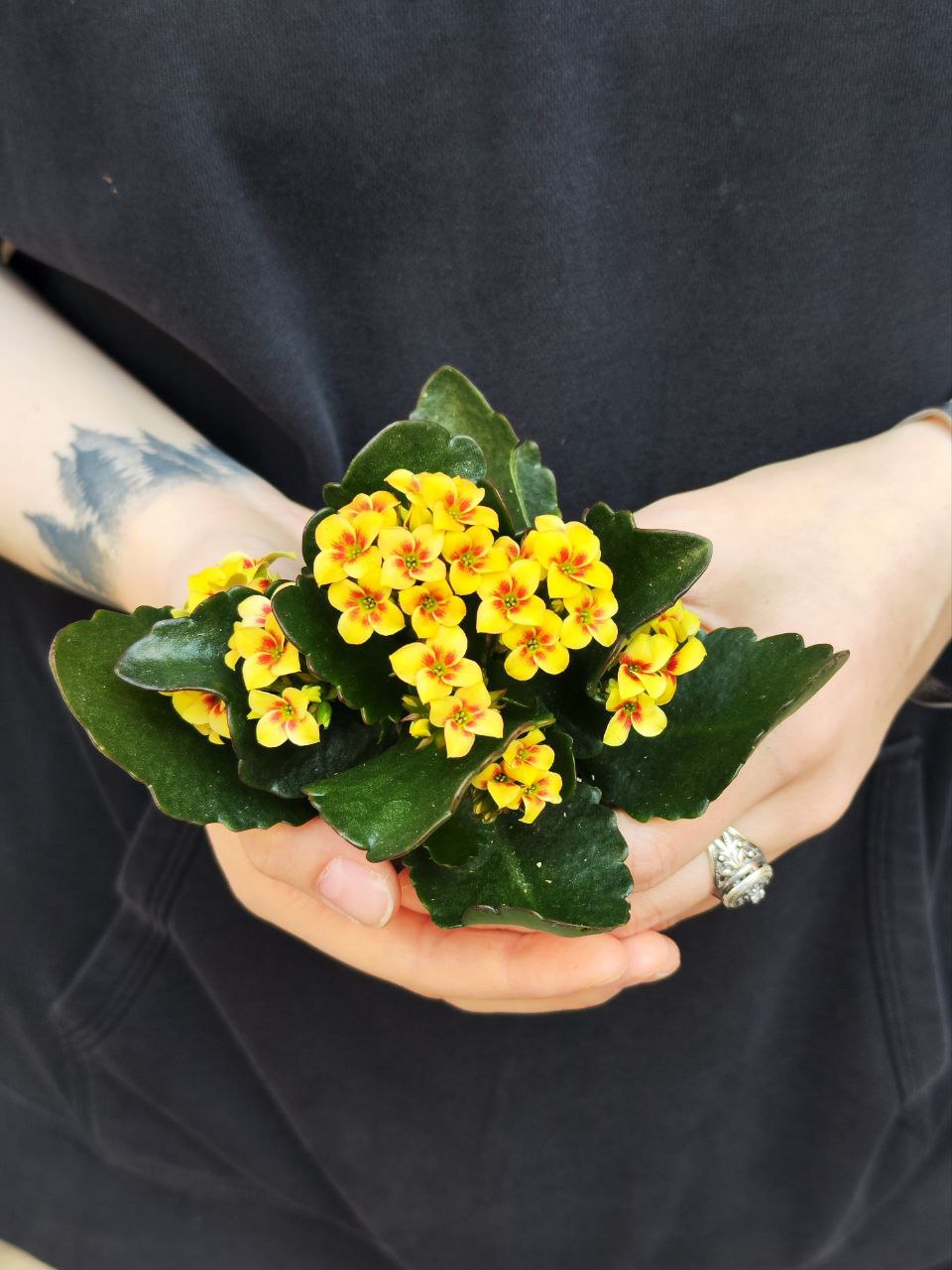 Каланхоэ Розалина Желтая Мэджик (Kalanchoe Rosalina Yellow Magic) D6см