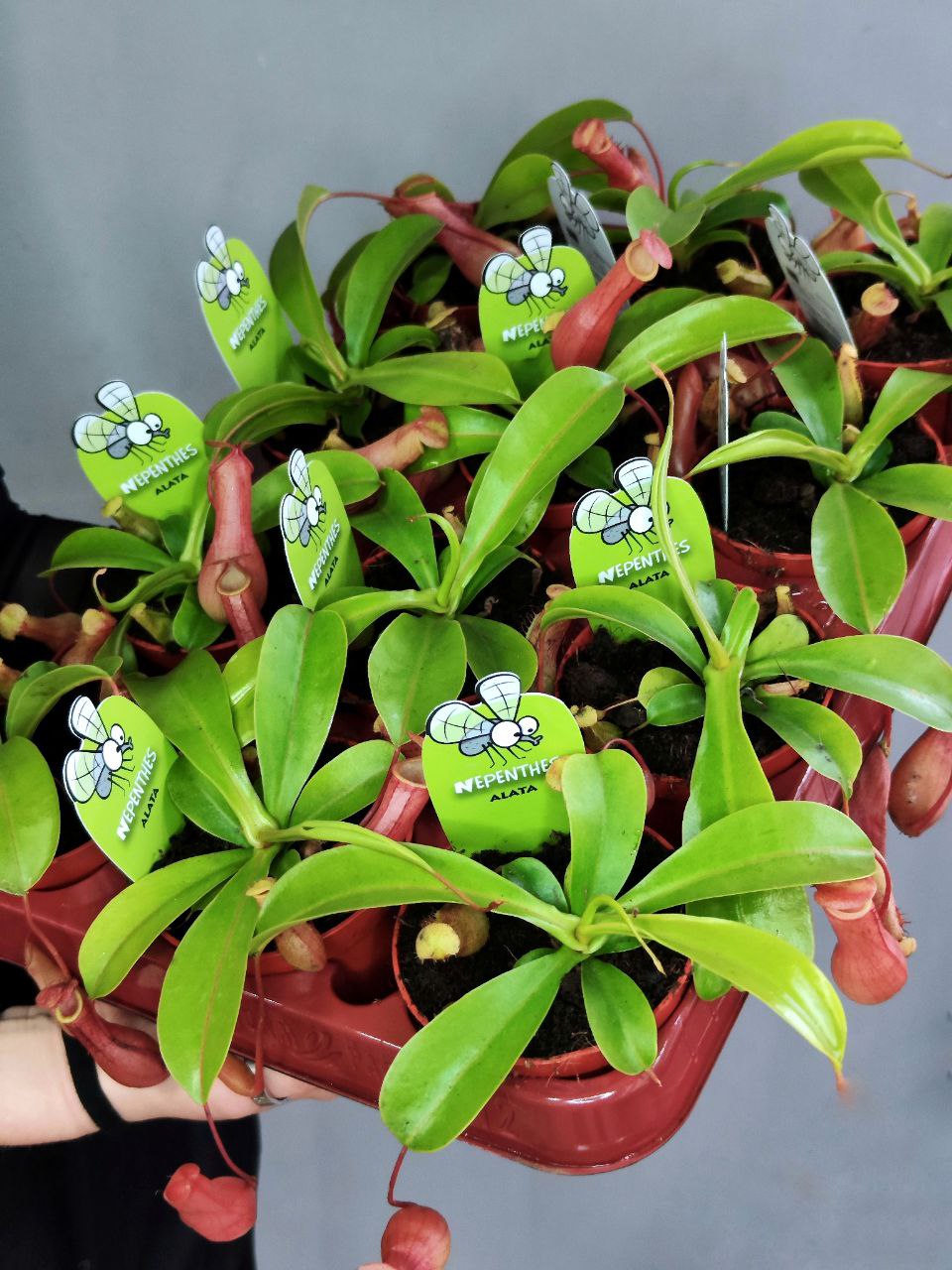 Непентес Вентрата (Nepenthes Ventrata) D9см