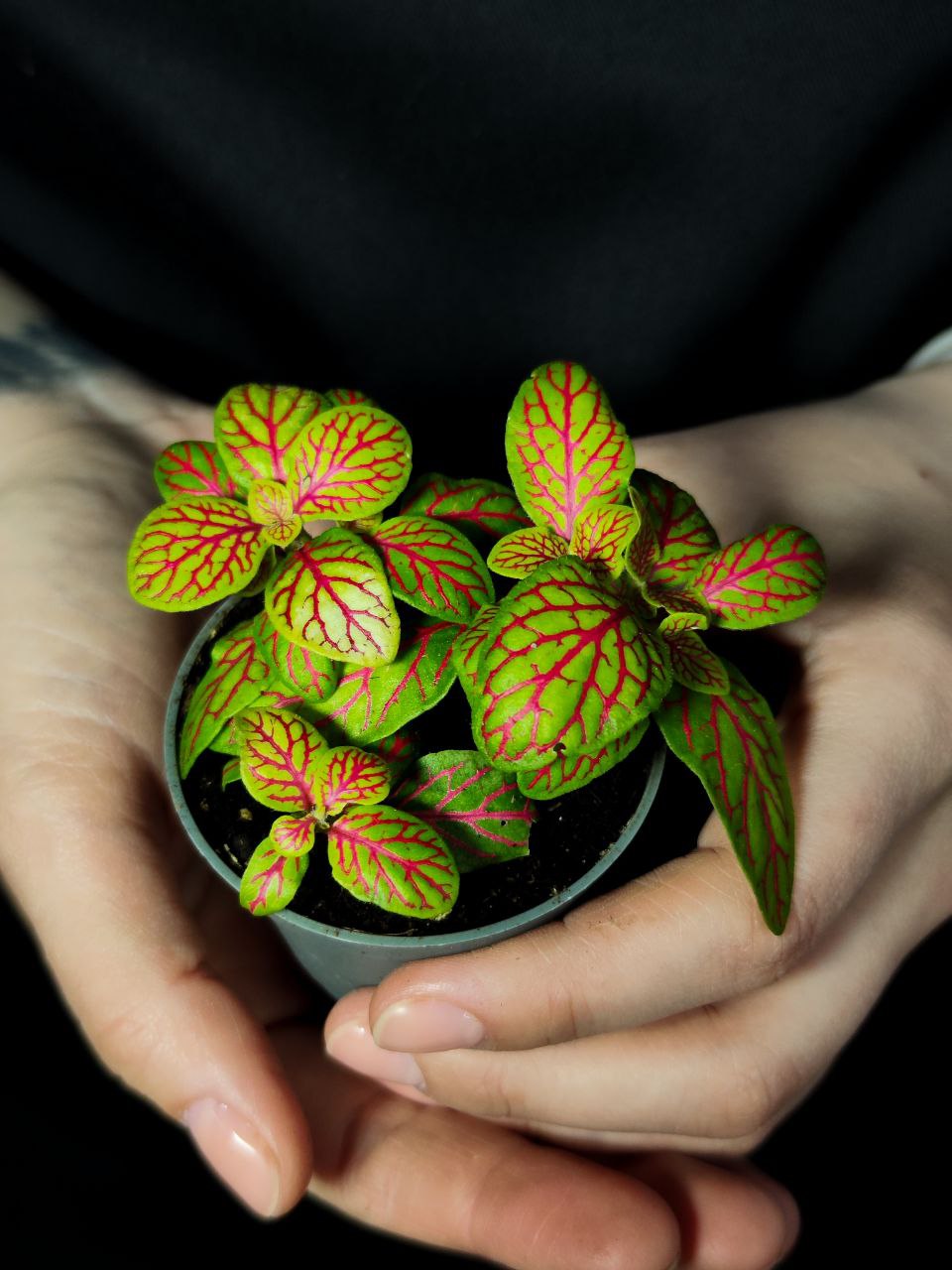 Фиттония Скелетон Вершаффельта (Fittonia Verschaffeltii Skeleton) D5см
