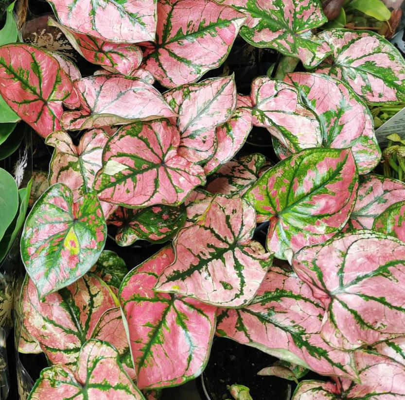 Каладиум Светло - Пурпурный (Caladium Purple Light) D6см