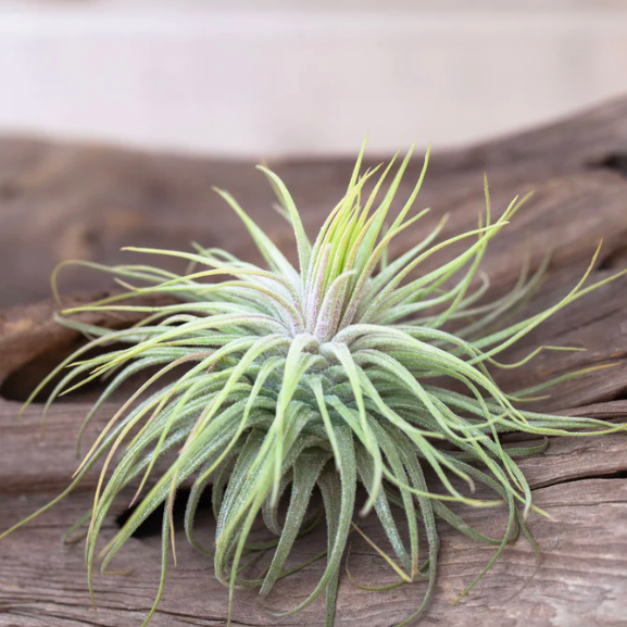 Тилландсия Магнусиана (Tillandsia Magnusiana)