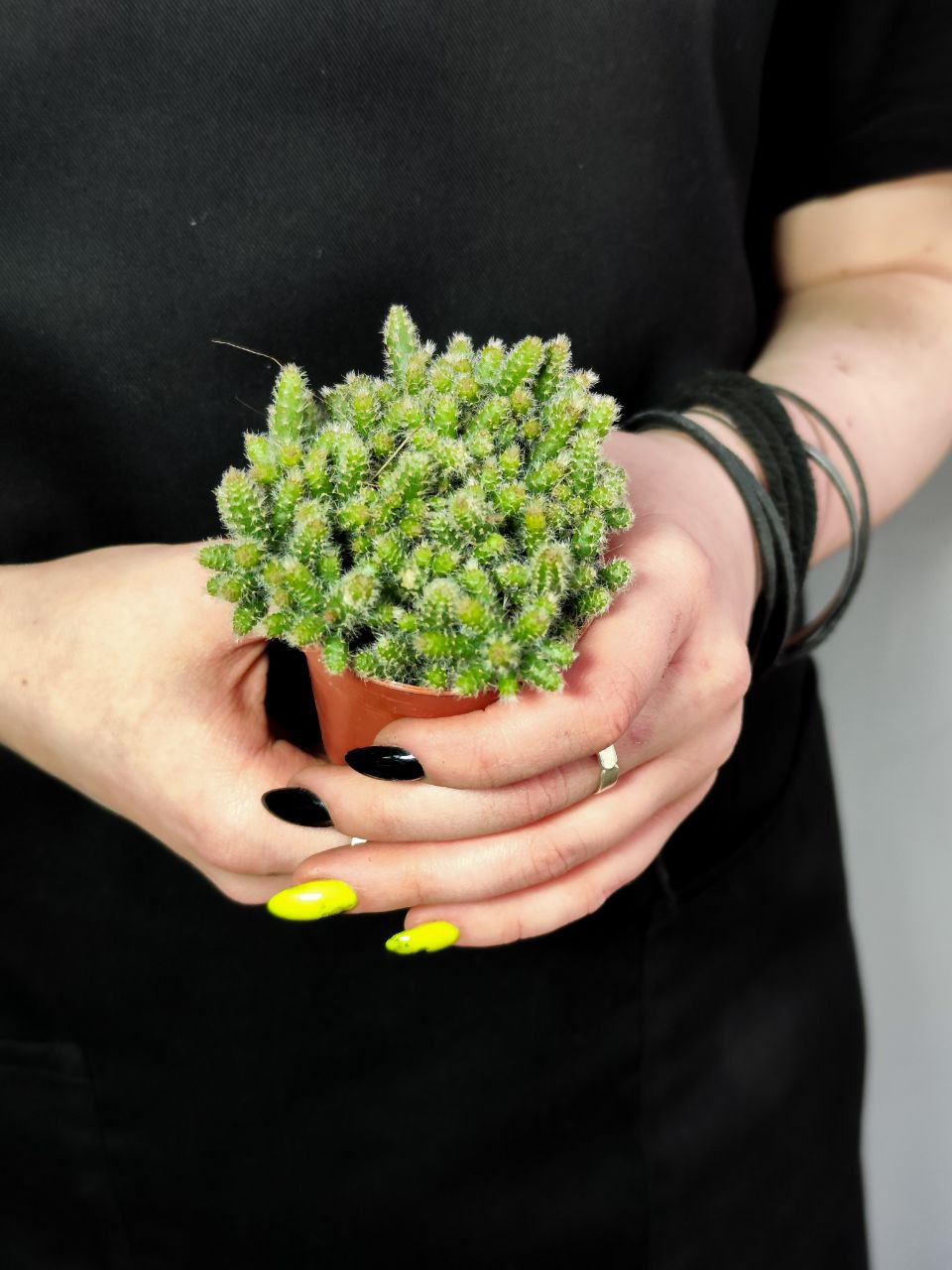Рипсалис Бацифера Хоррида (Rhipsalis Horrida) D5см